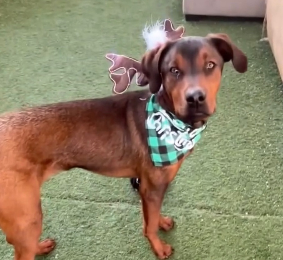 Toby, a Adopted mixed breed in Queen Creek, AZ image 6/6