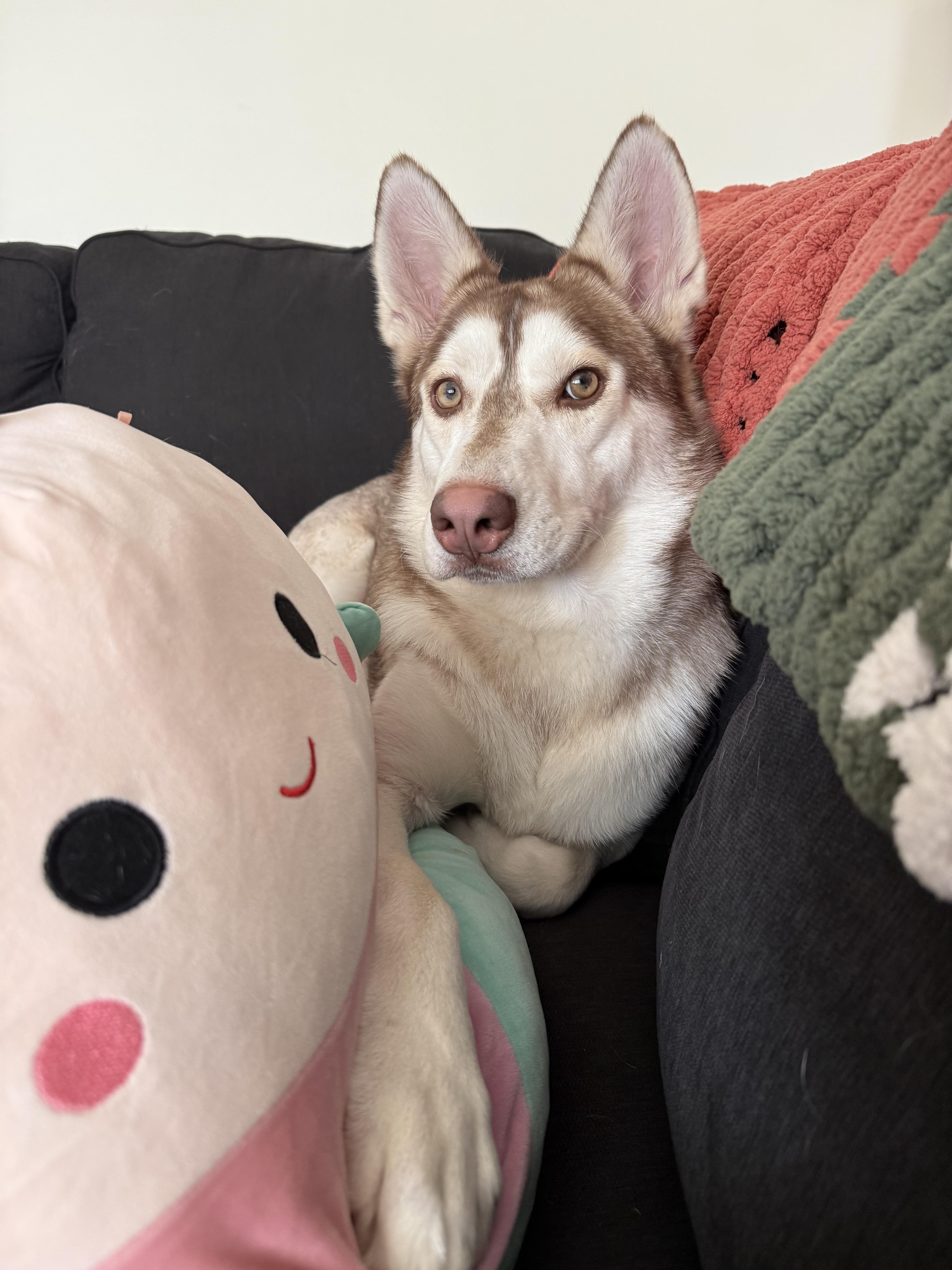 Lucien, ADOPTABLE, Young Male Husky.