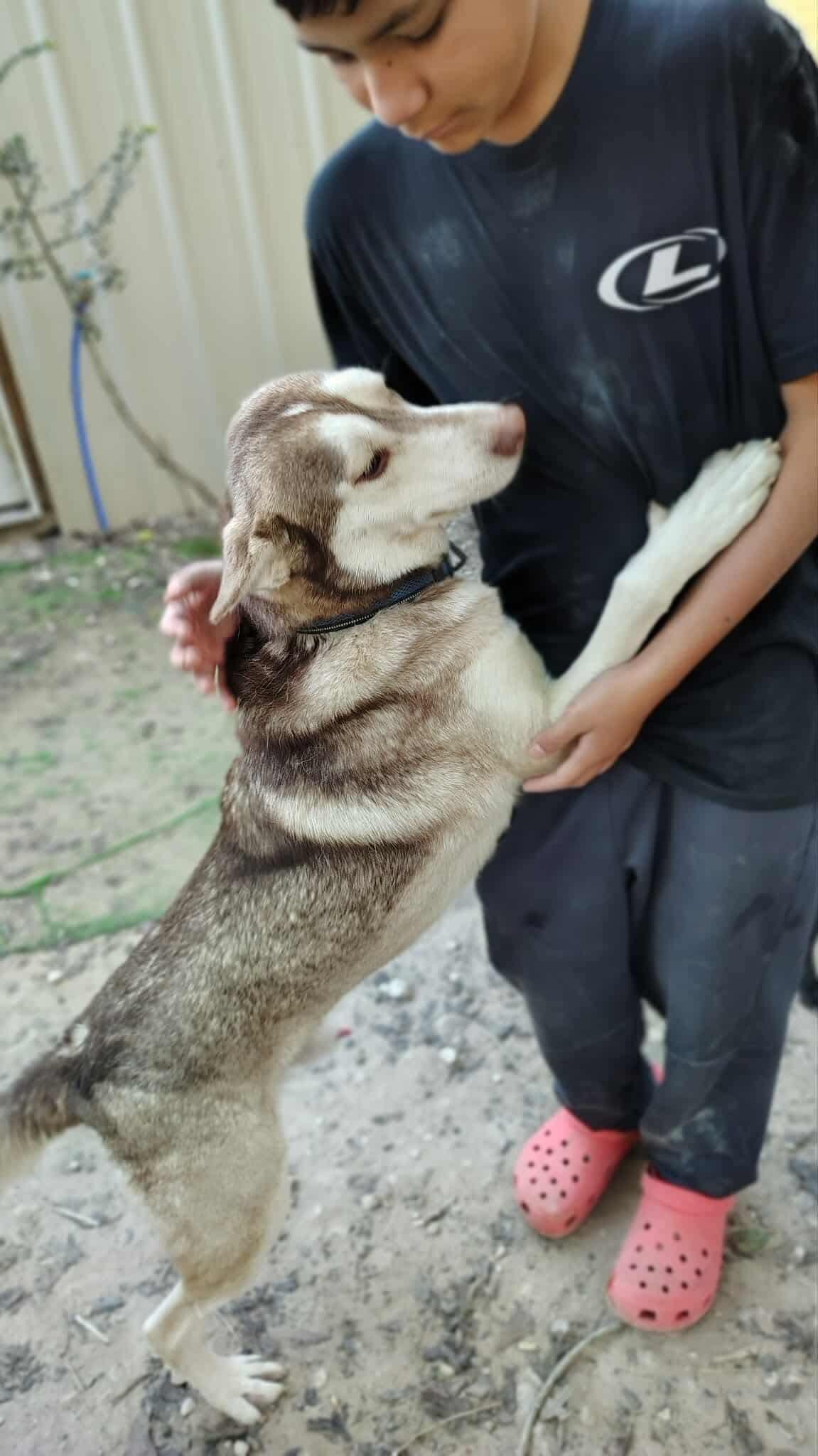 Enlarge Lucien, a ADOPTABLE mixed breed in Commerce City, CO image 2/2
