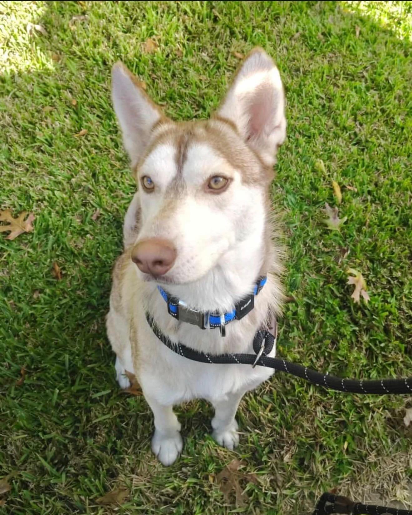 Lucien, ADOPTABLE, Young Male Husky.