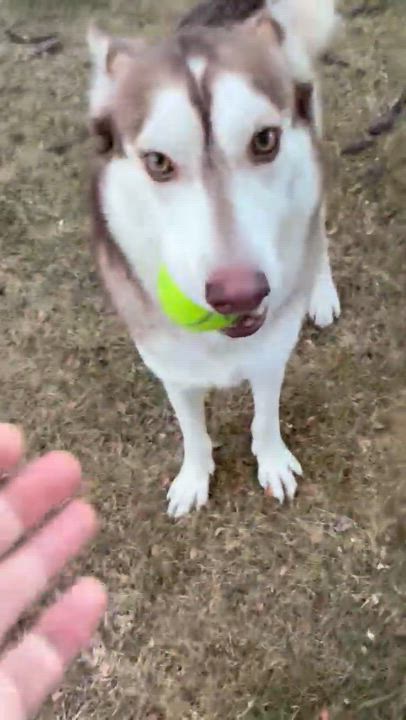 Enlarge Lucien, a ADOPTABLE mixed breed in Commerce City, CO video 4/6