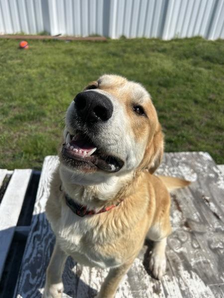Enlarge Buck, a Adoptable mixed breed in Osage Beach, MO image 1/1