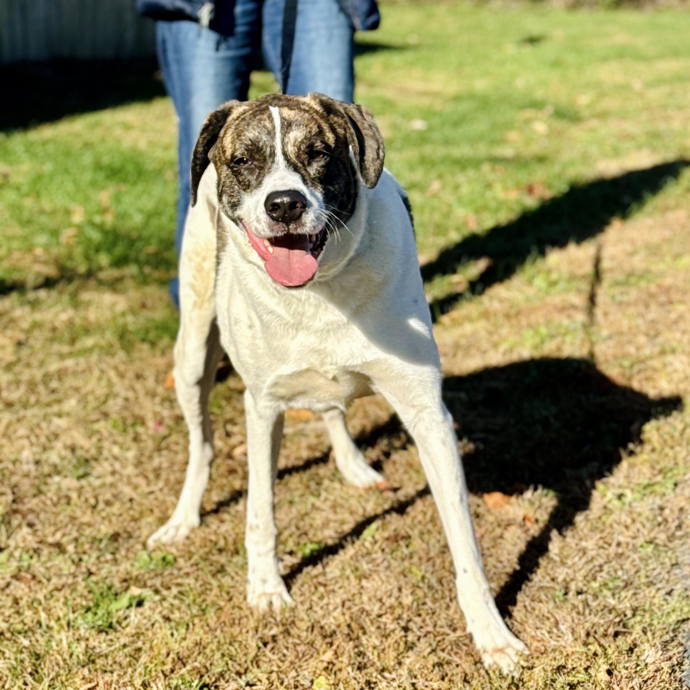 Enlarge Jeep, an adopted mixed breed in Rock Hill, NY image 1/4