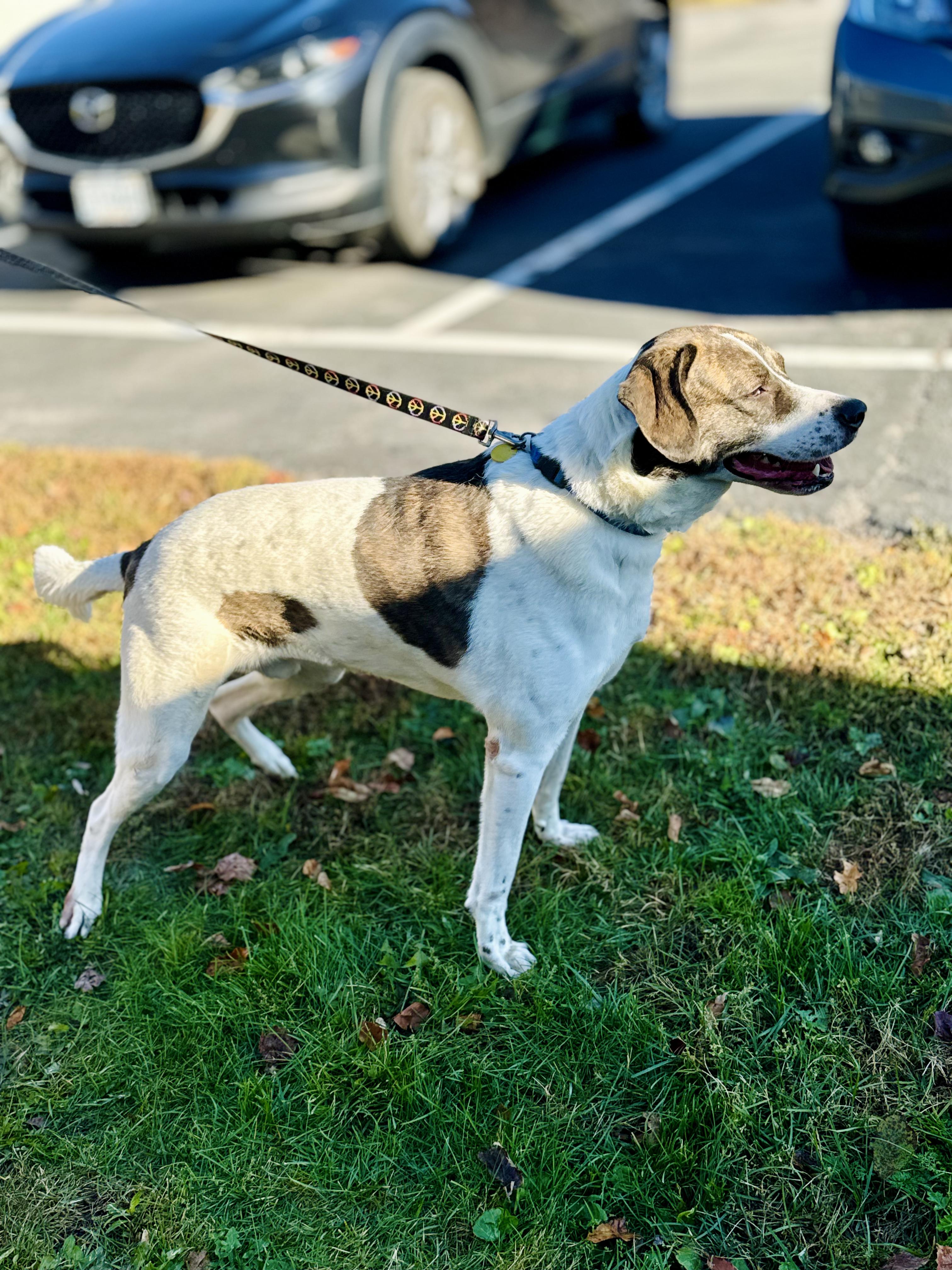 Jeep, a Adoptable Mixed Breed in Rock Hill, NY image 2/5
