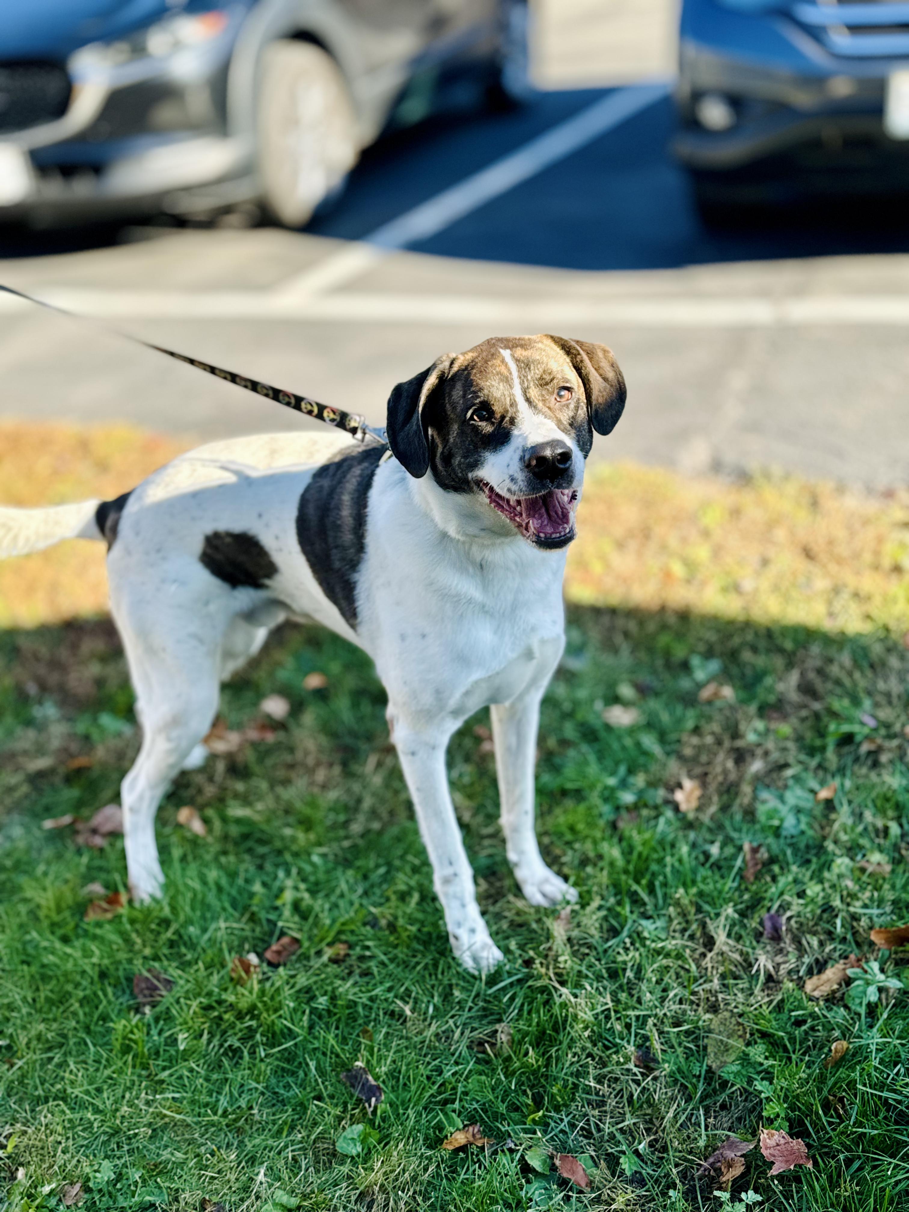 Jeep, a Adoptable Mixed Breed in Rock Hill, NY image 3/5