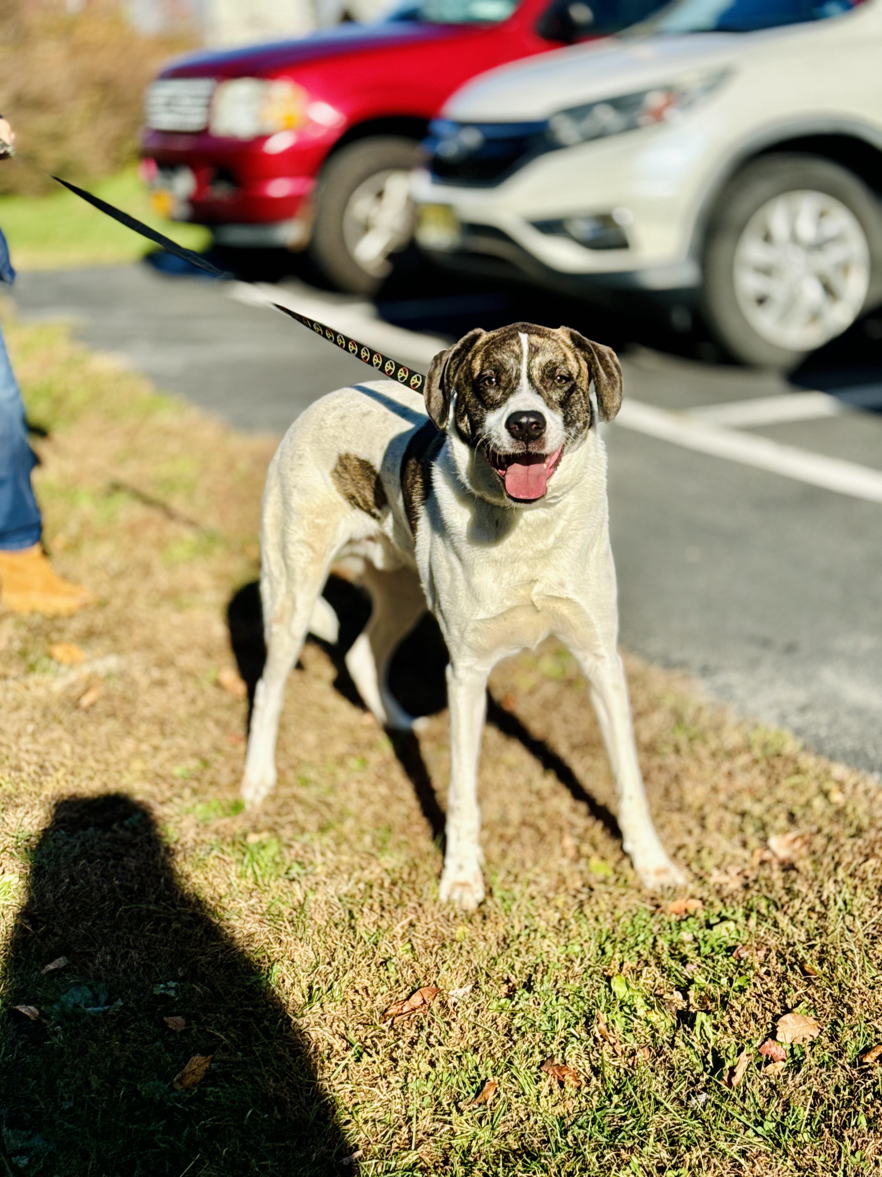 Jeep, a Adoptable Mixed Breed in Rock Hill, NY image 4/5