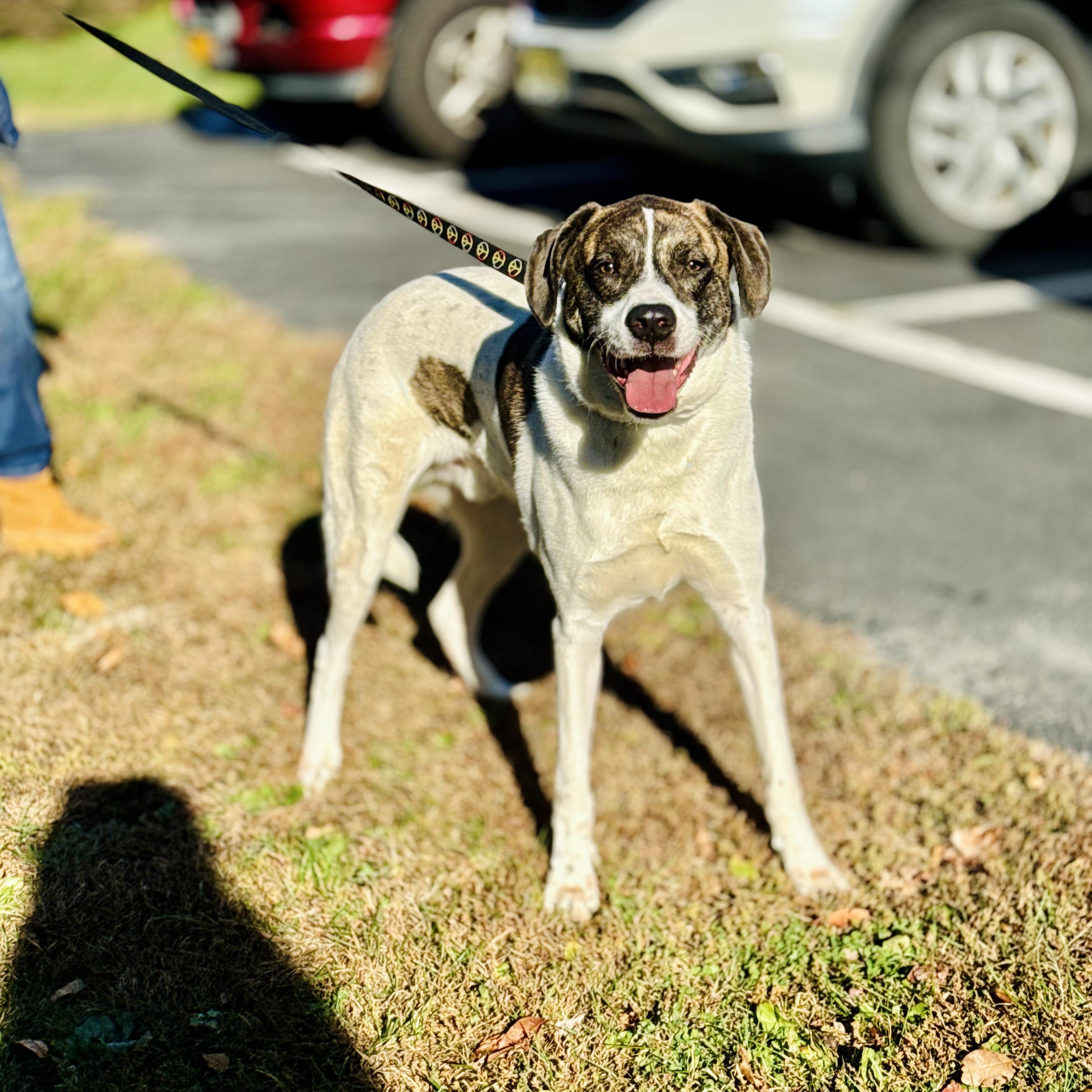 Enlarge Jeep, an adopted mixed breed in Rock Hill, NY image 3/4