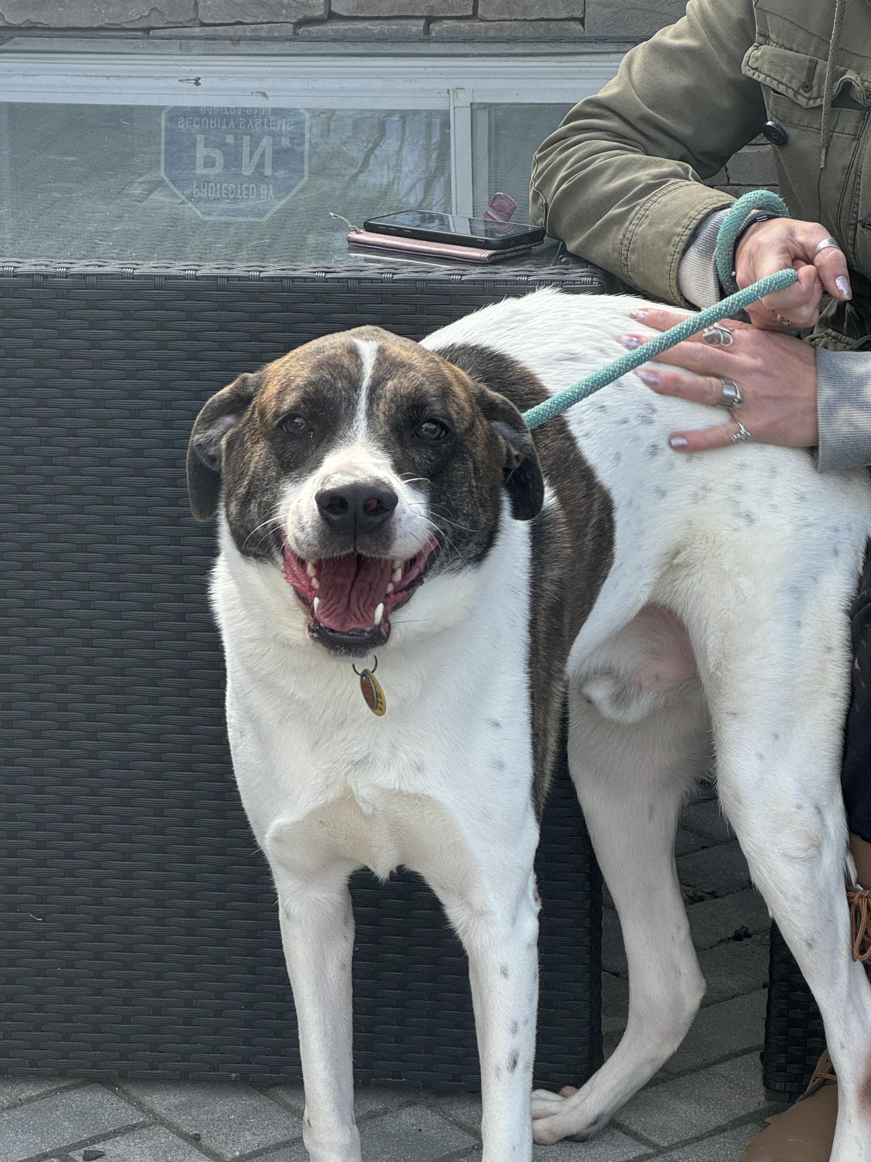 Jeep, a Adoptable Mixed Breed in Rock Hill, NY image 5/5