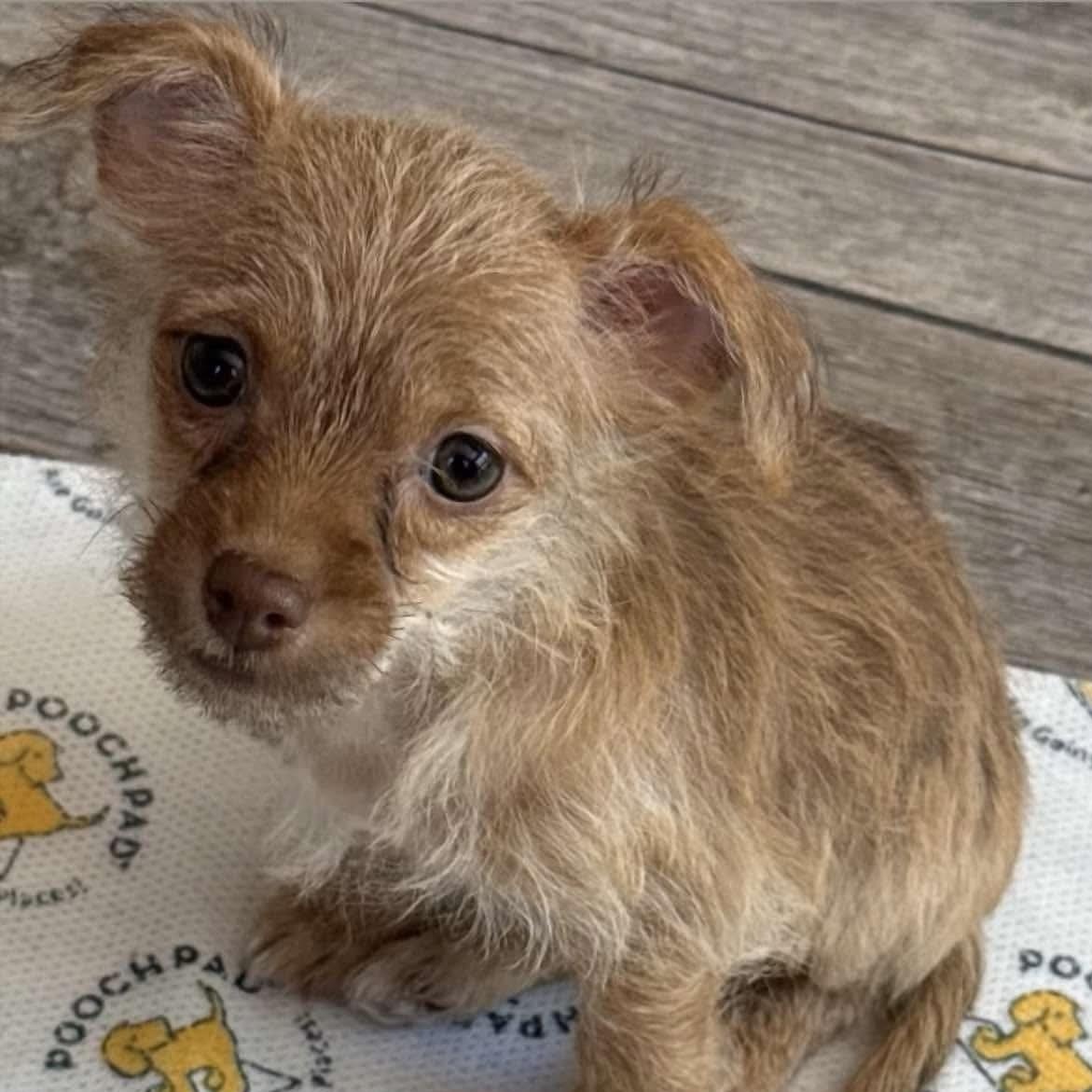 Crumpet, Adopted, Puppy Female Chihuahua & Terrier.