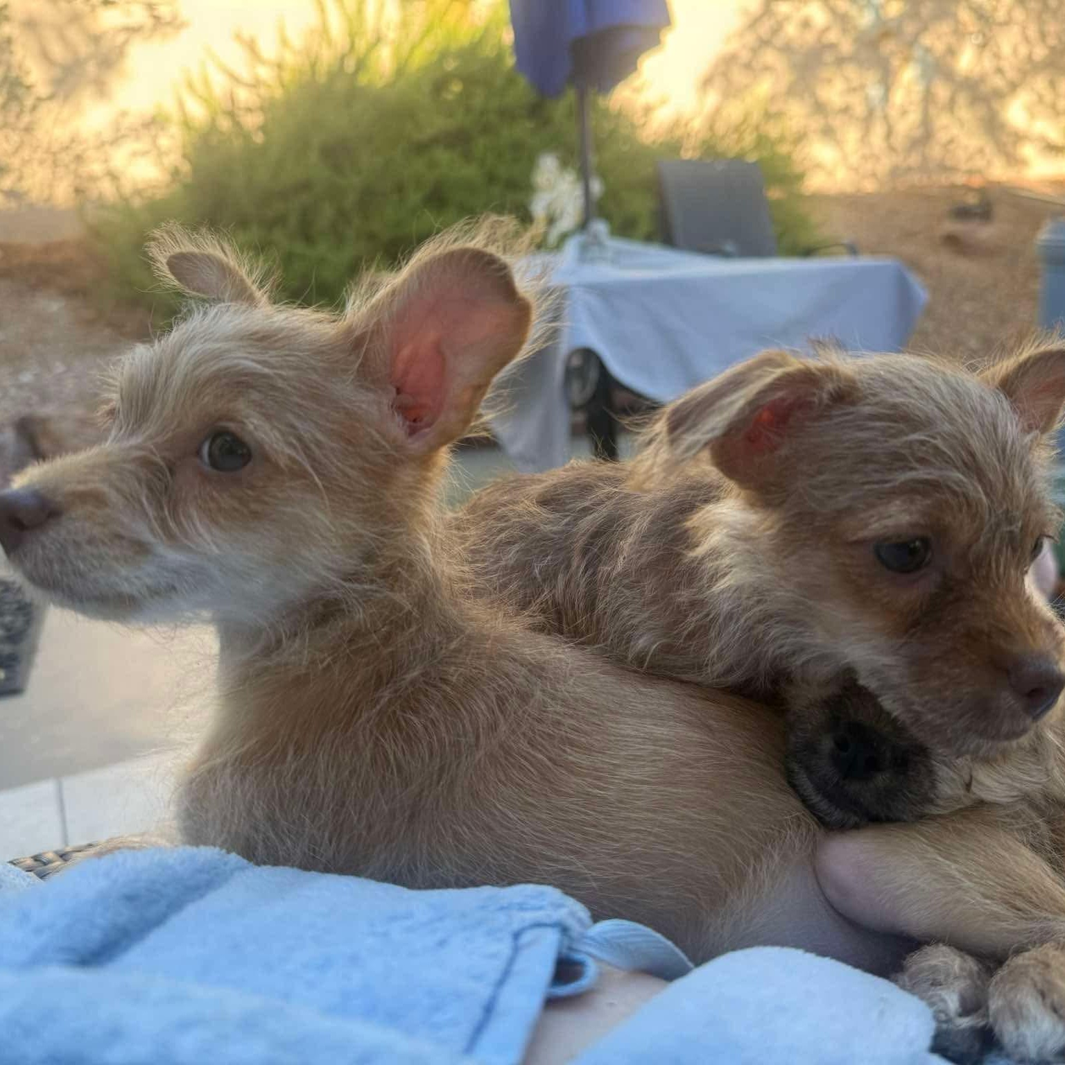 Enlarge Crumpet, a Adopted mixed breed in Las Vegas, NV image 2/2