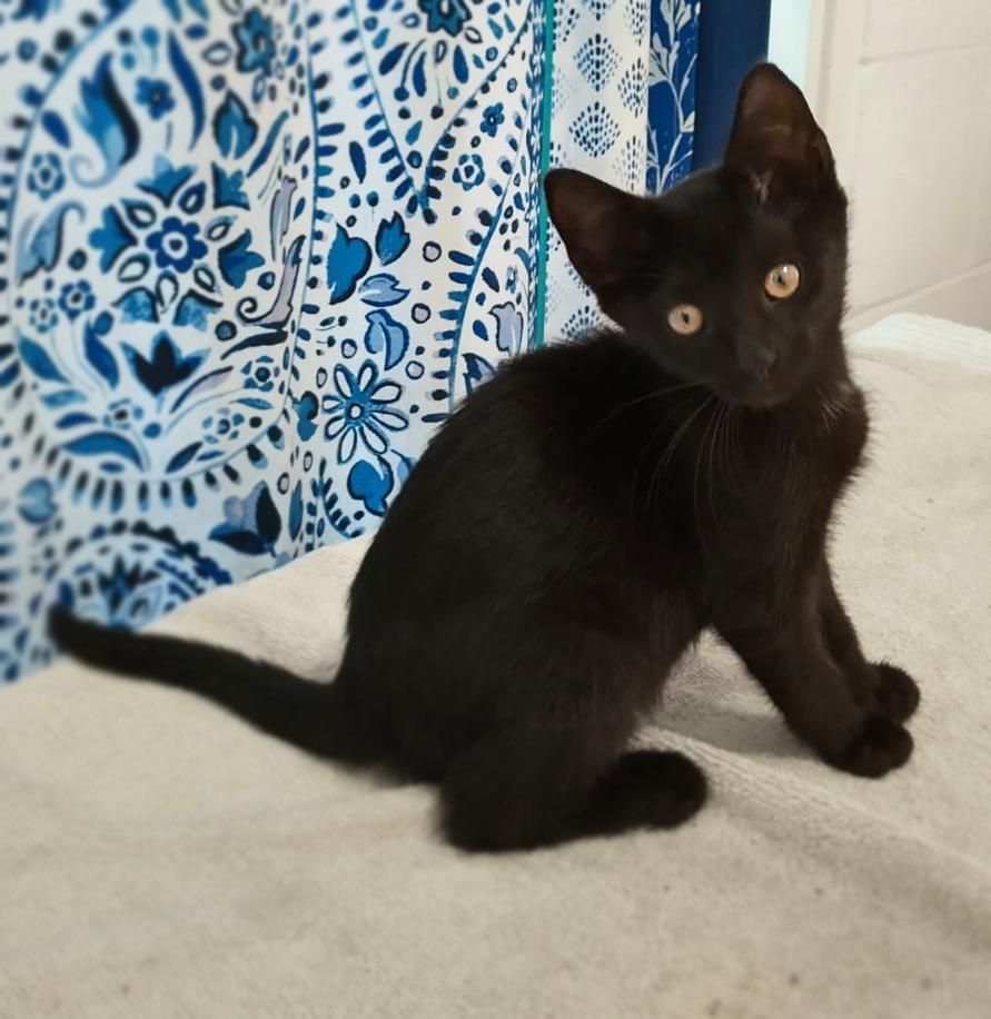 Tiana, an adoptable Domestic Short Hair in Asheville, NC_image-1