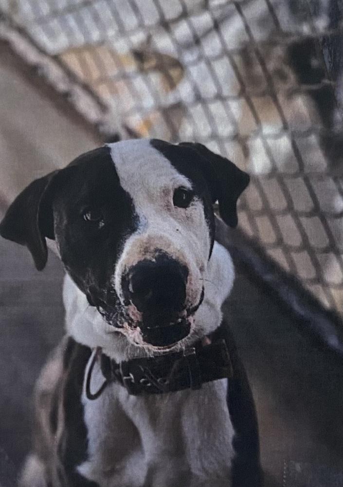 Enlarge Doodad, a Adoptable mixed breed in Fort Madison, IA image 3/3