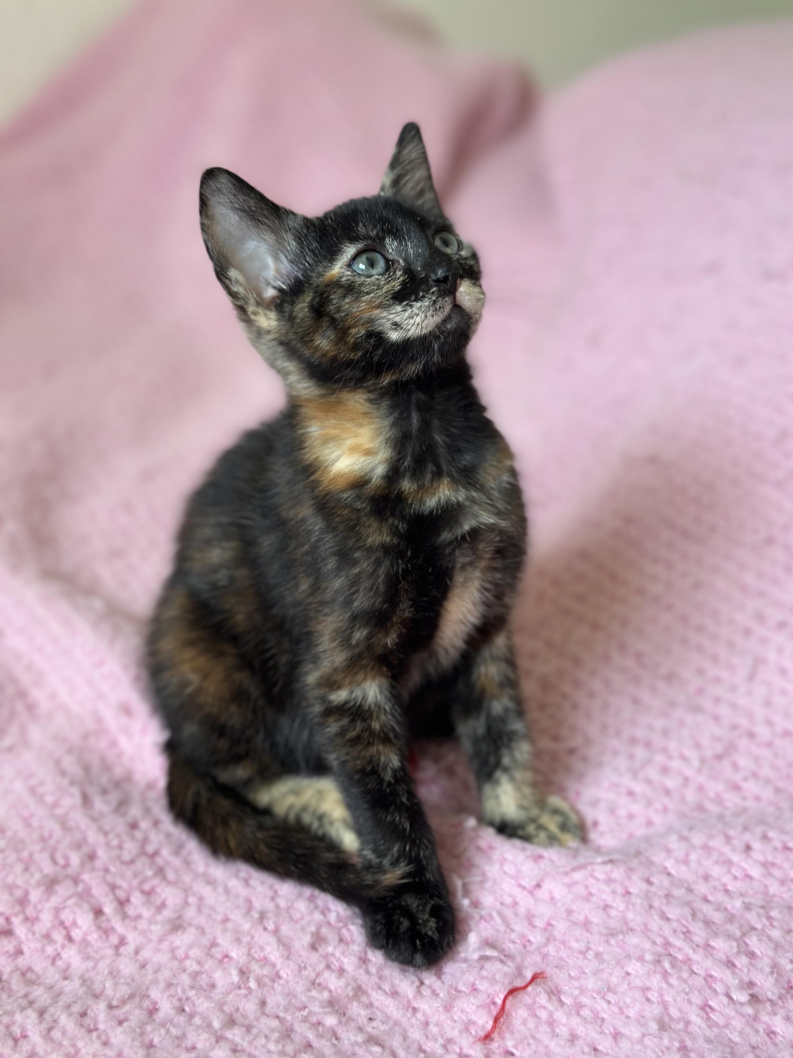 4 kittens need homes! 7 weeks old , a ADOPTABLE Domestic Short Hair in Port Orange, FL image 5/5