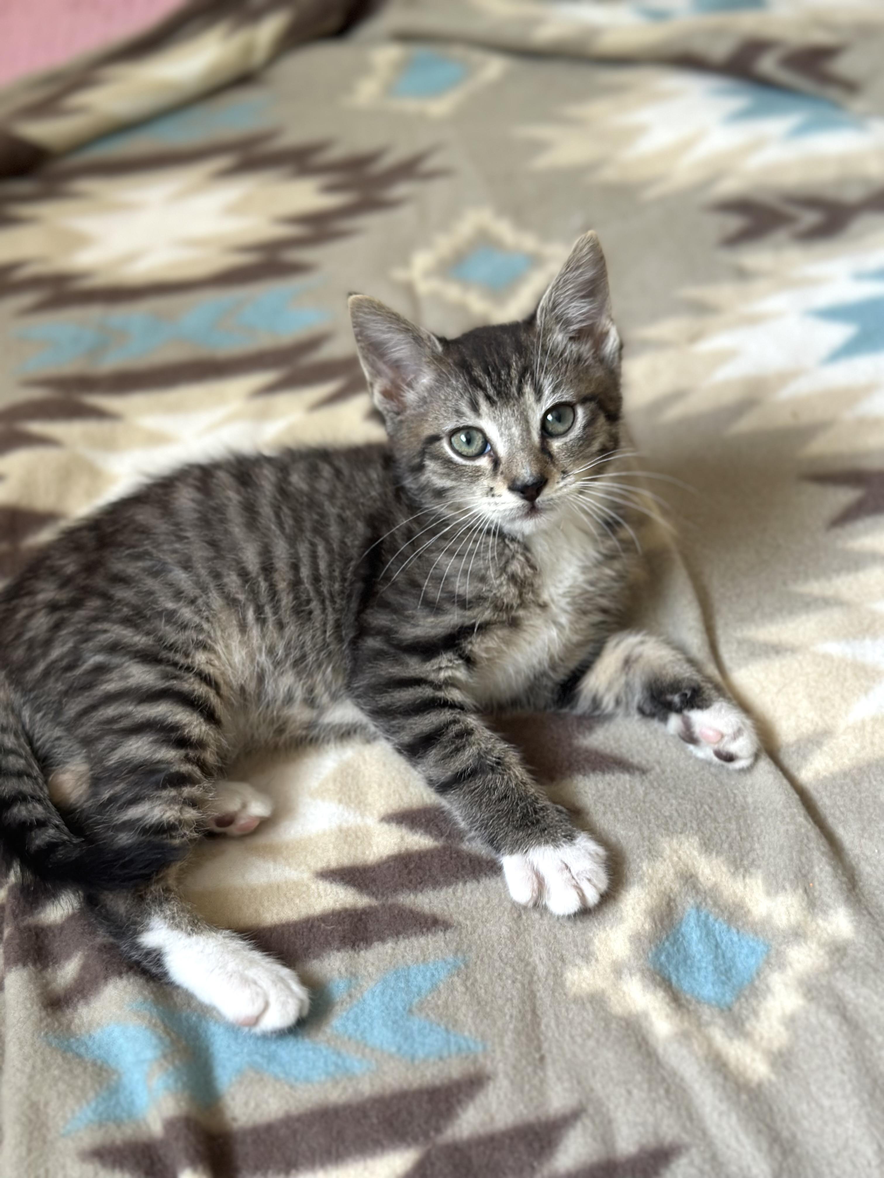 4 kittens need homes! 7 weeks old , a ADOPTABLE Domestic Short Hair in Port Orange, FL image 3/5