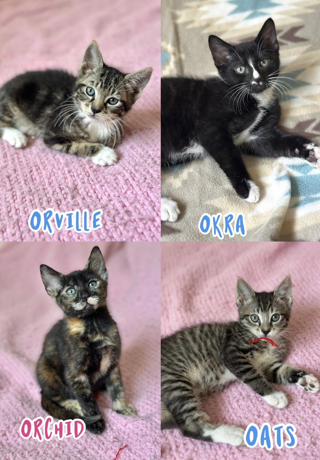 4 kittens need homes! 7 weeks old , a ADOPTABLE Domestic Short Hair in Port Orange, FL image 1/5