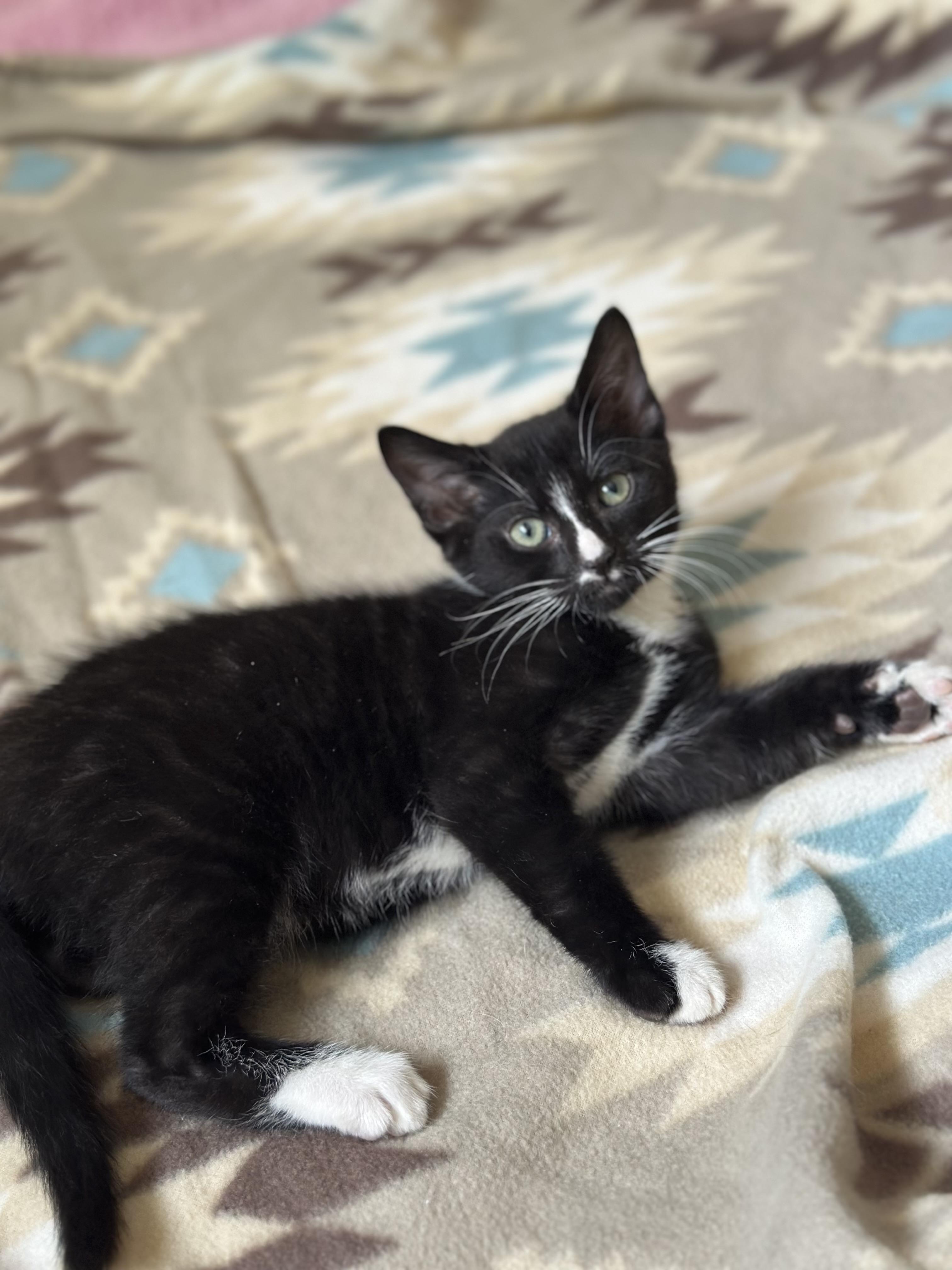 4 kittens need homes! 7 weeks old , a ADOPTABLE Domestic Short Hair in Port Orange, FL image 4/5