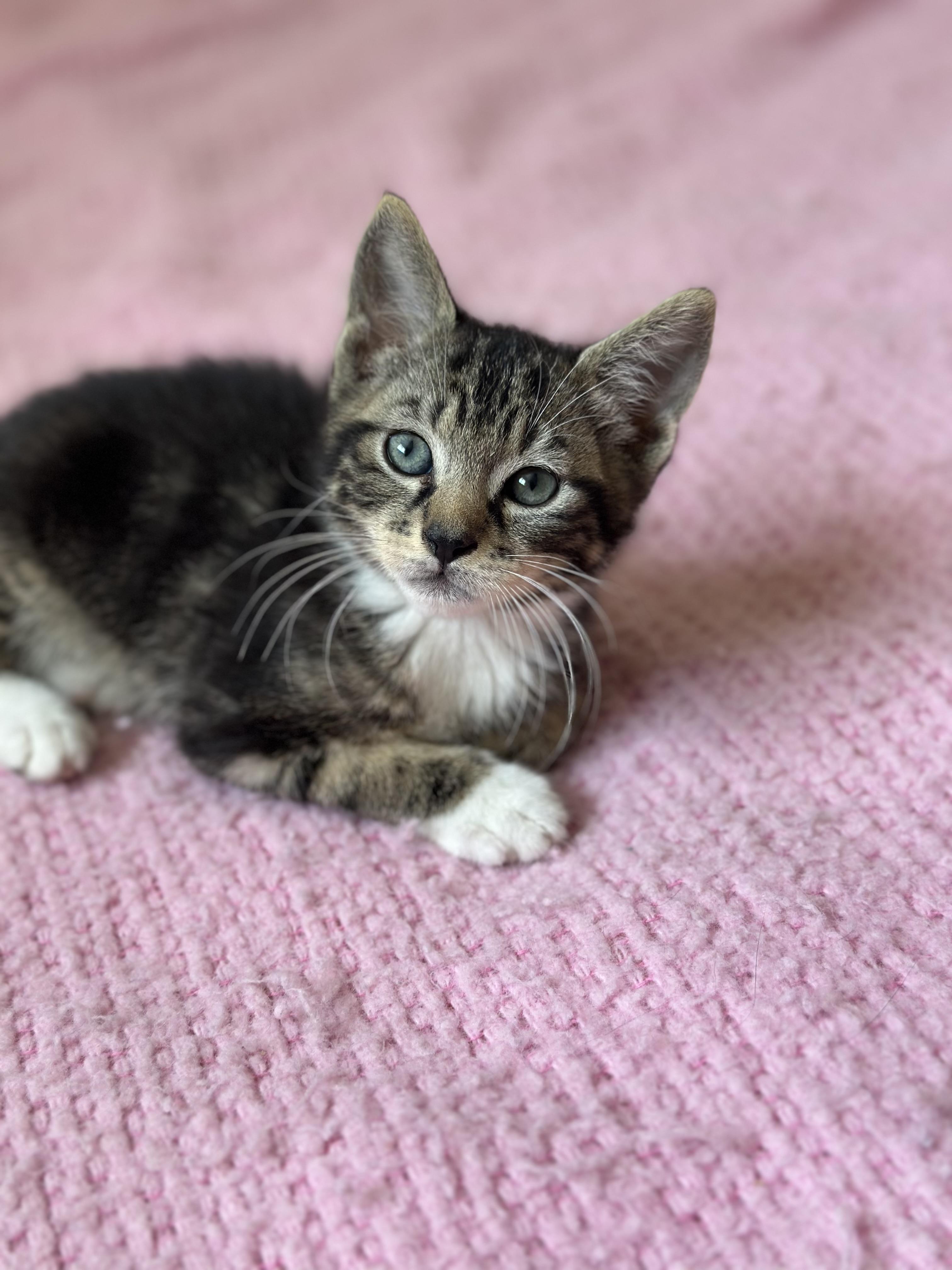 4 kittens need homes! 7 weeks old , a ADOPTABLE Domestic Short Hair in Port Orange, FL image 2/5