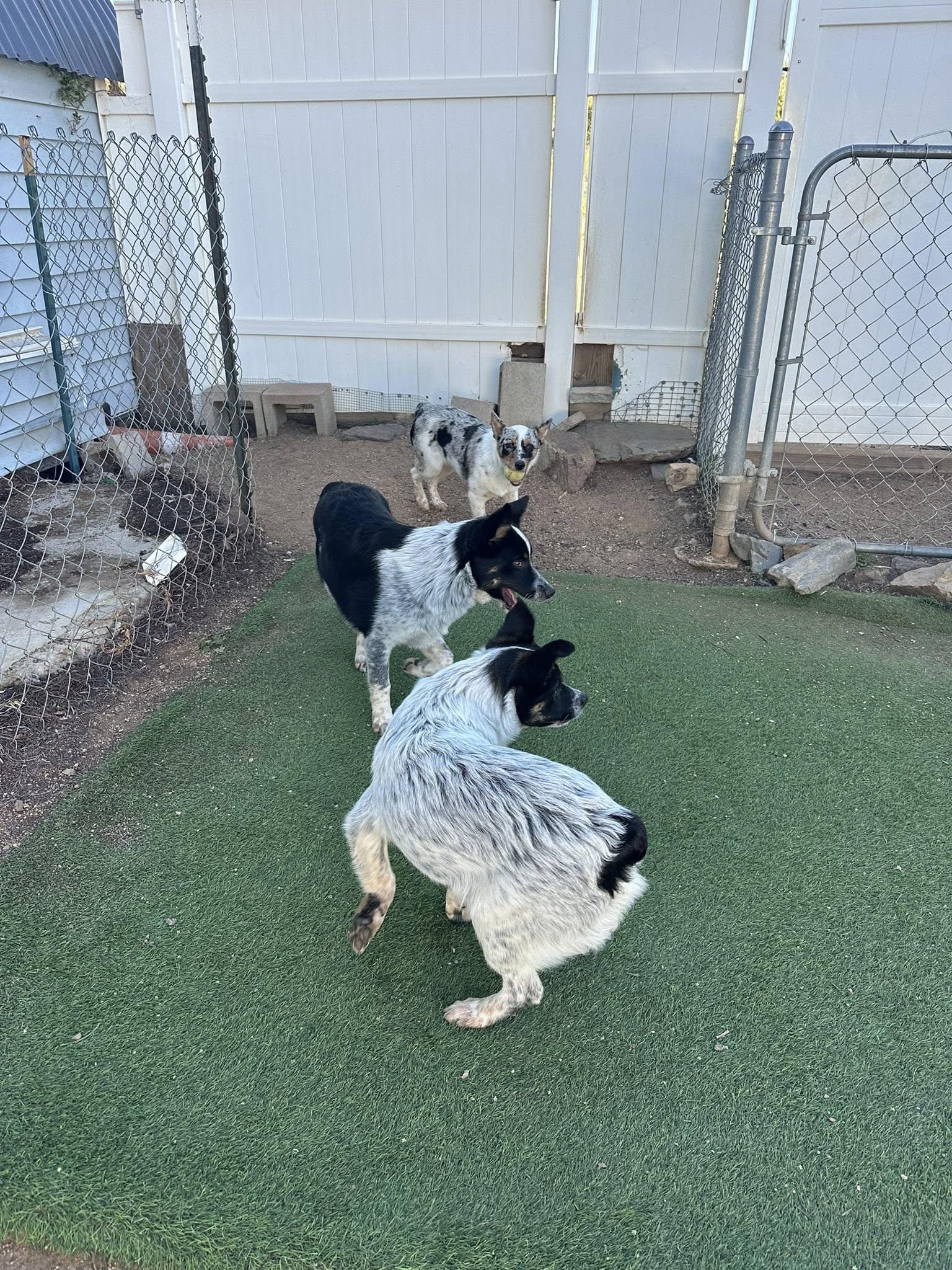 Enlarge Jester, a Adoptable mixed breed in Agua Dulce, CA image 4/4