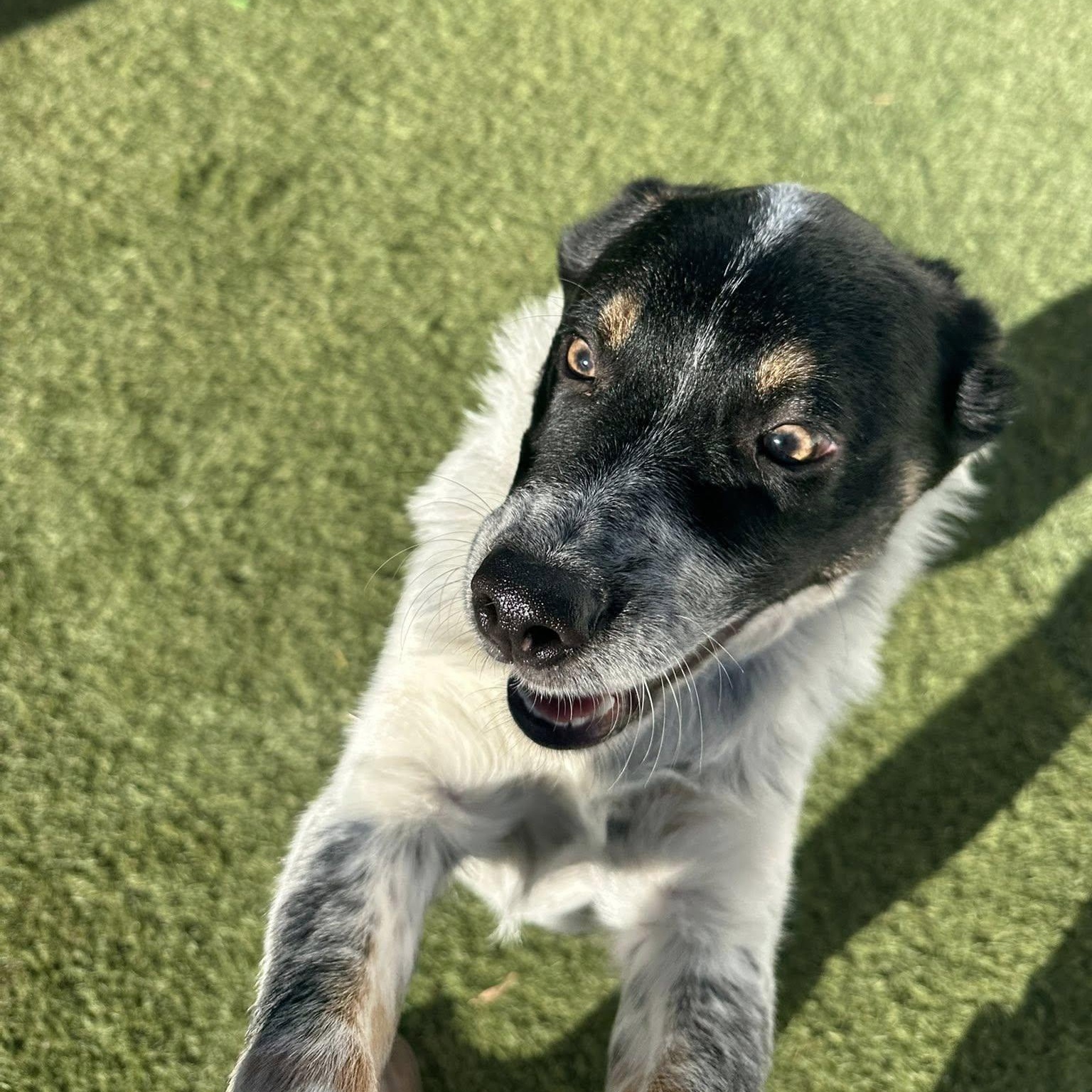 Enlarge Jester, a Adoptable mixed breed in Agua Dulce, CA image 2/4