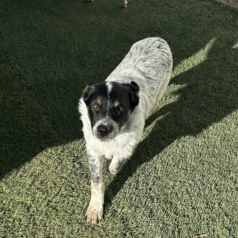 Jester, Adoptable, Puppy Male Australian Shepherd & Australian Cattle Dog / Blue Heeler.