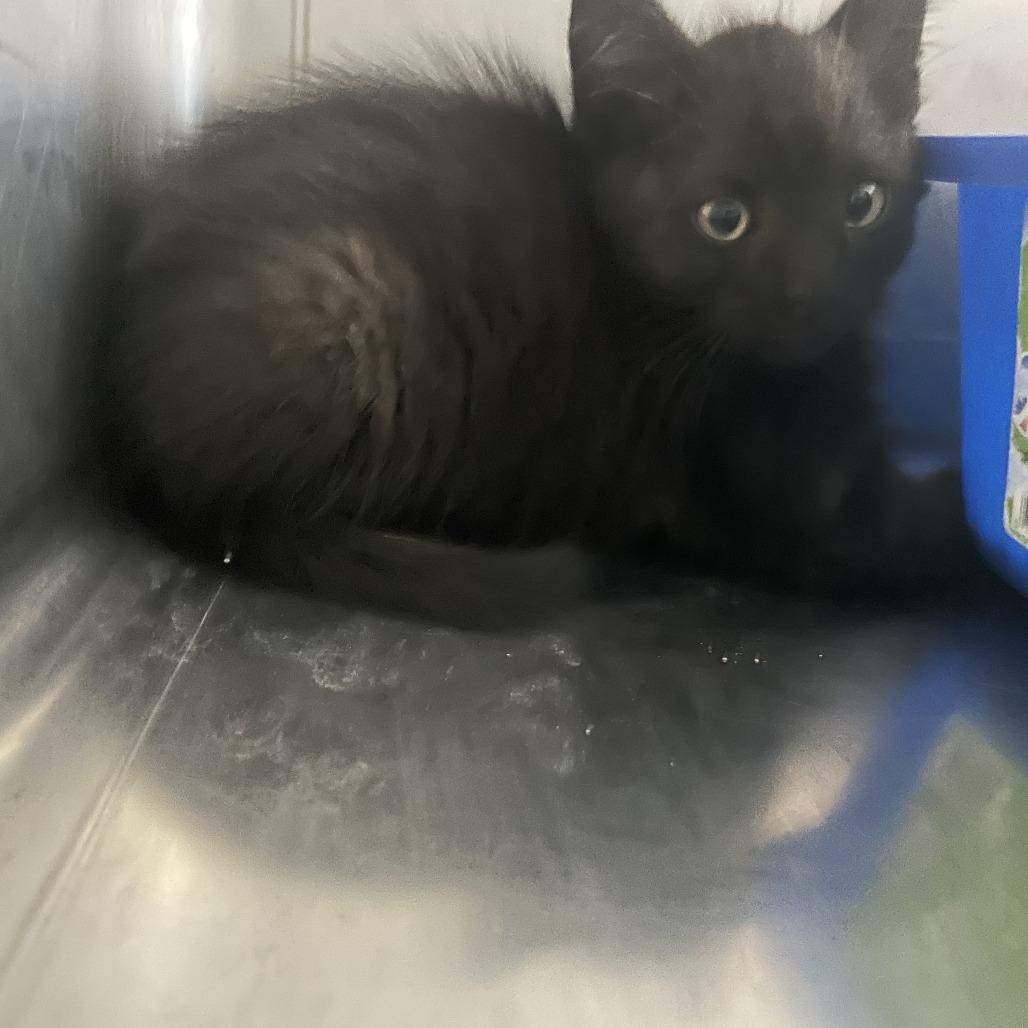 Enlarge Peanut, a Adoptable Domestic Short Hair in Buffalo, WY image 1/1