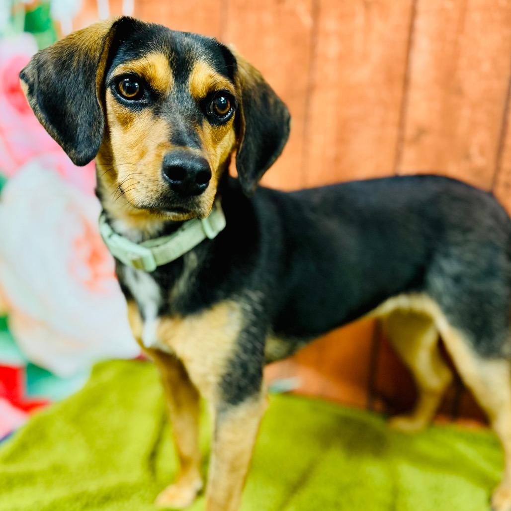 CeCe, Adoptable, Young Female Beagle.