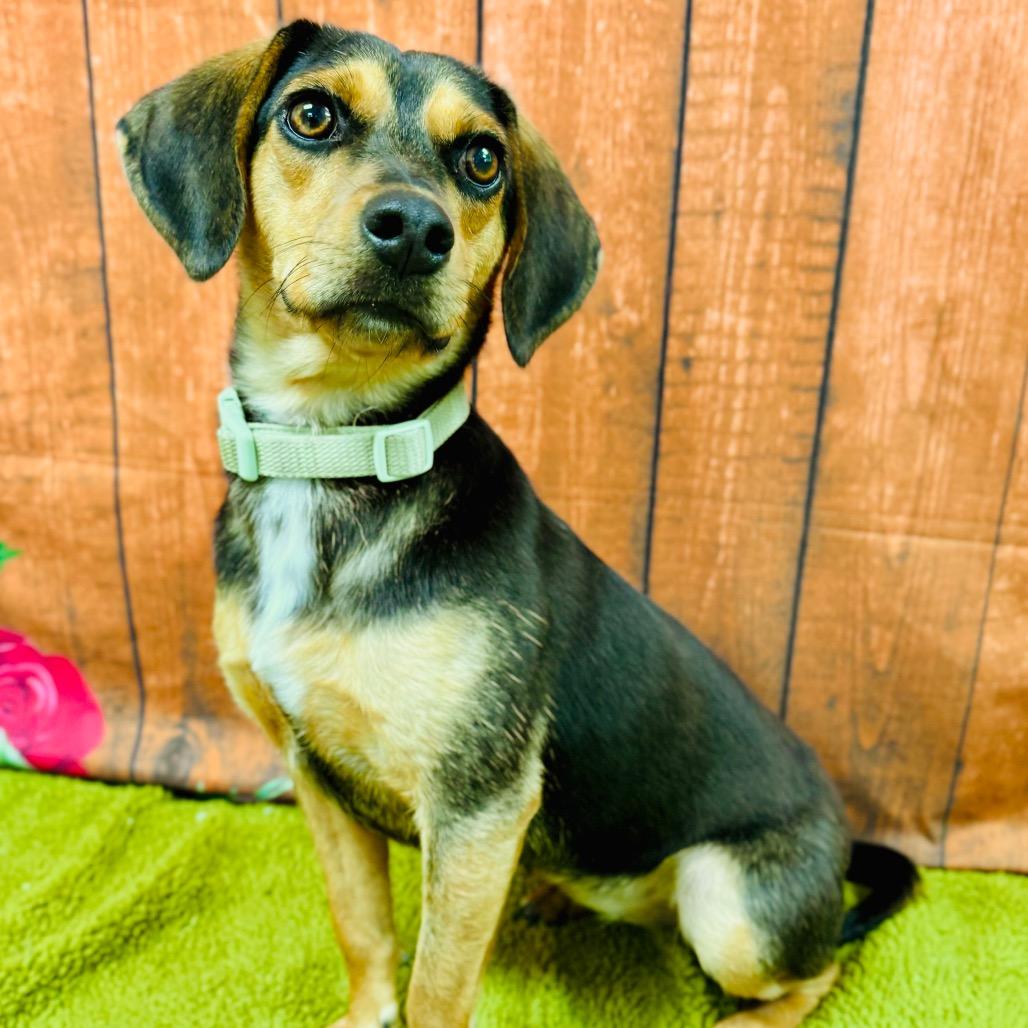 Enlarge CeCe, a Adoptable Beagle in Lebanon, MO image 2/3