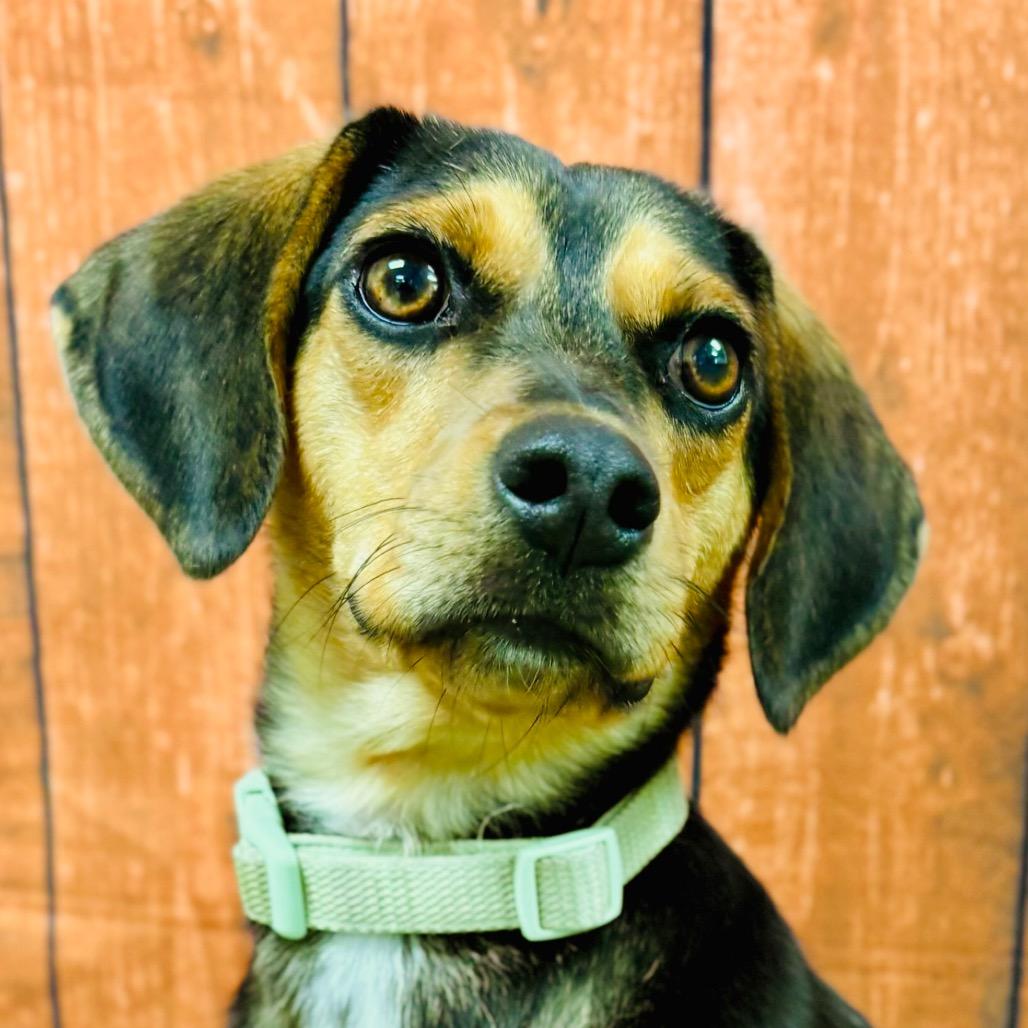 Enlarge CeCe, a Adoptable Beagle in Lebanon, MO image 3/3