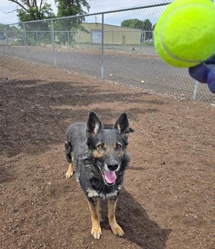 Joy, Adoptable, Adult Female Shepherd & Mixed Breed.