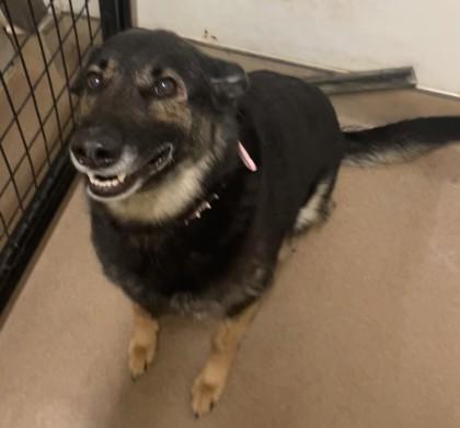 Enlarge Joy, a Adoptable mixed breed in Pendleton, OR image 3/3