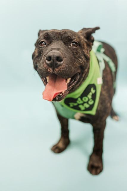 Cannon, Adoptable, Adult Male Mixed Breed.
