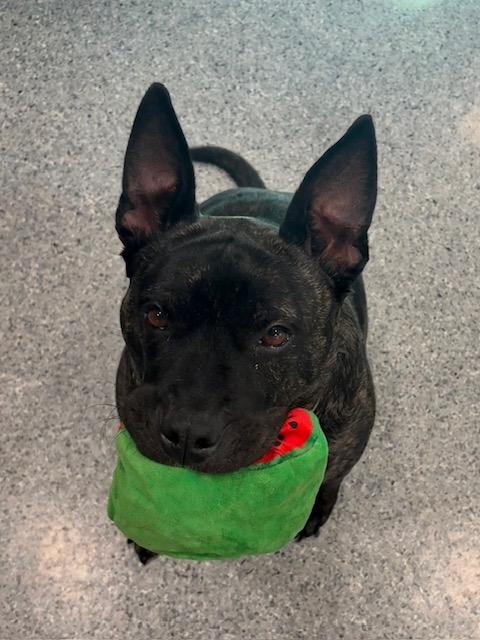 Enlarge Cannon, a Adoptable Mixed Breed in Goodlettsville, TN image 3/6