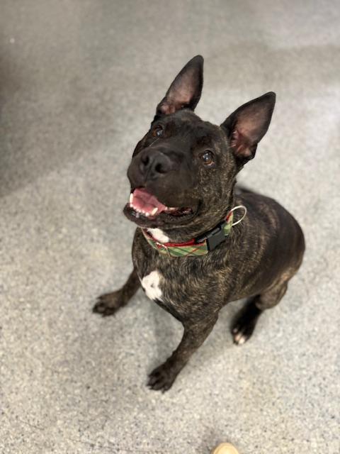 Enlarge Cannon, a Adoptable Mixed Breed in Goodlettsville, TN image 1/6