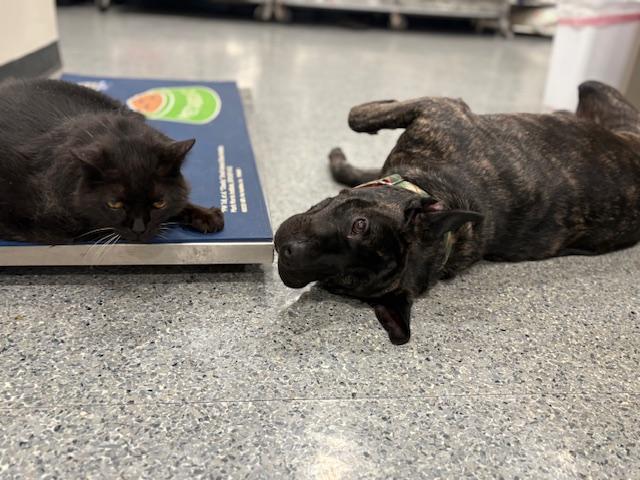 Cannon — thumbnail 4