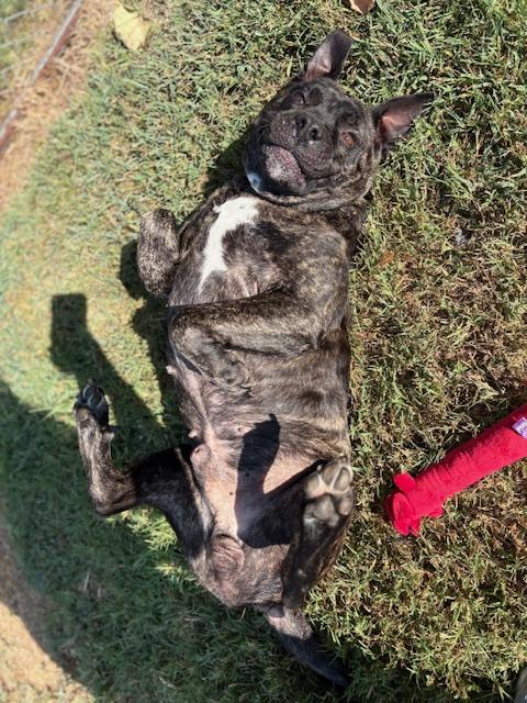 Enlarge Cannon, a Adoptable Mixed Breed in Goodlettsville, TN image 4/6