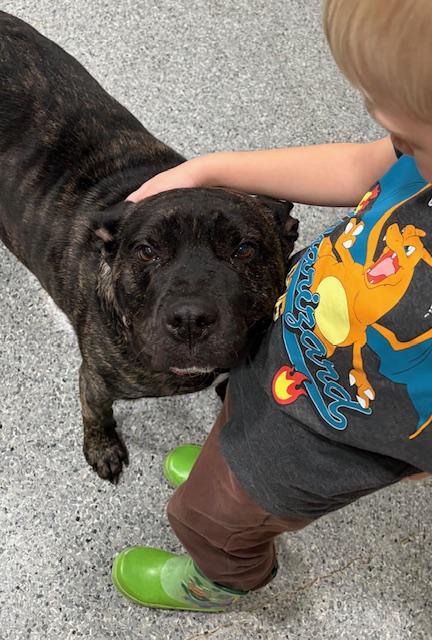 Enlarge Cannon, a Adoptable Mixed Breed in Goodlettsville, TN image 5/6