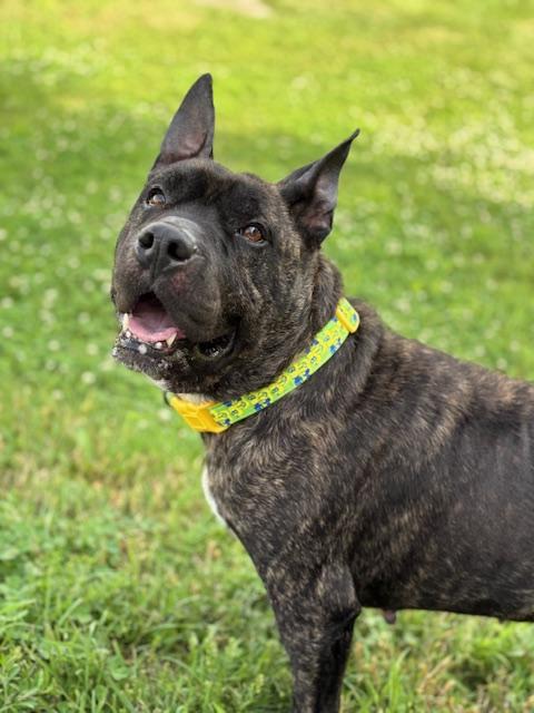 Enlarge Cannon, a Adoptable Mixed Breed in Goodlettsville, TN image 6/6