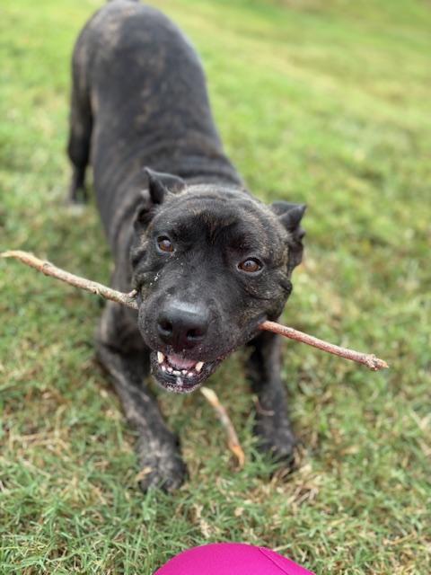 Enlarge Cannon, a Adoptable Mixed Breed in Goodlettsville, TN image 5/6