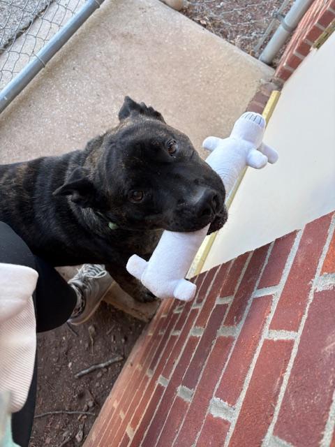 Enlarge Cannon, a Adoptable Mixed Breed in Goodlettsville, TN image 3/6