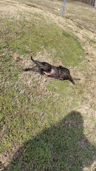 Enlarge Cannon, a Adoptable Mixed Breed in Goodlettsville, TN video 6/6