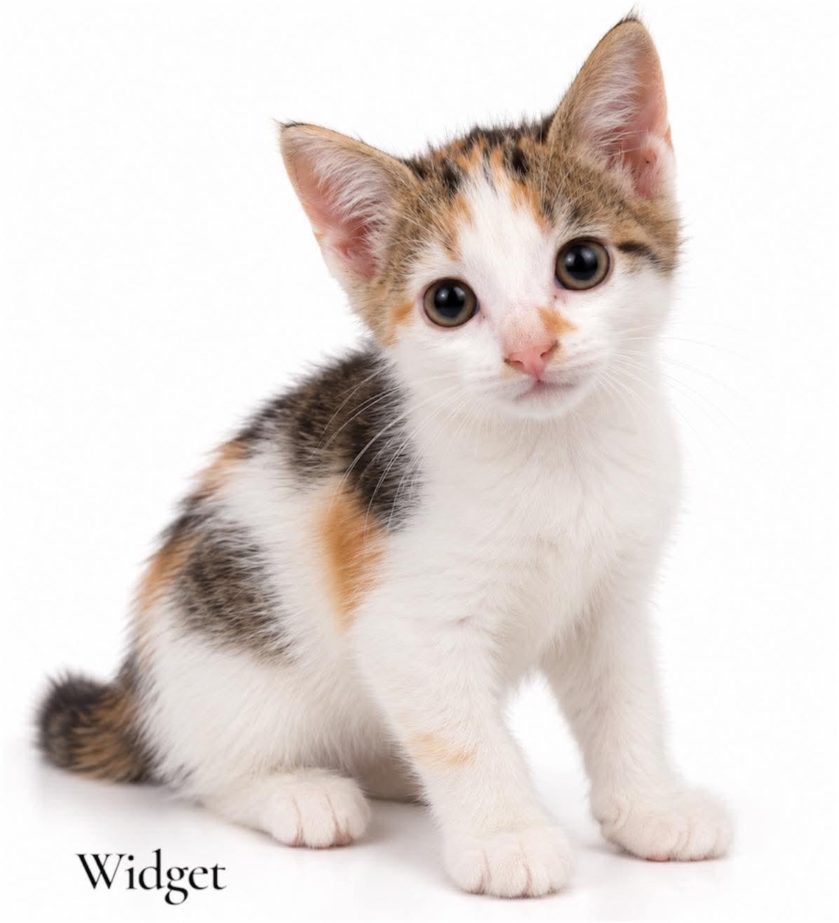 Enlarge Widget, a Adoptable Domestic Short Hair in Stevensville, MI image 1/1