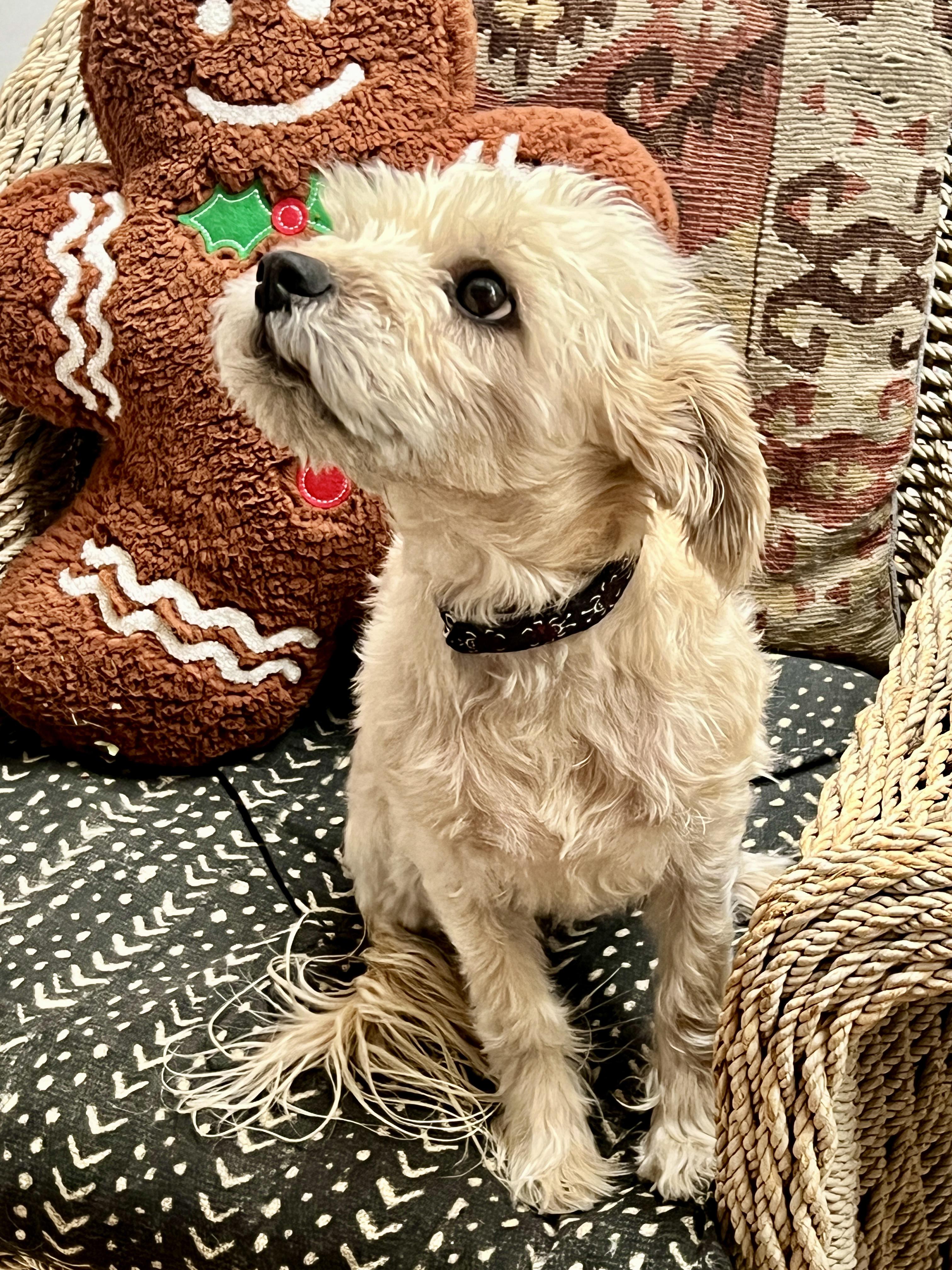 Noble Lil MS Nalah ~ Lovely Lady !, a Adoptable Miniature Poodle in Albuquerque, NM image 1/3