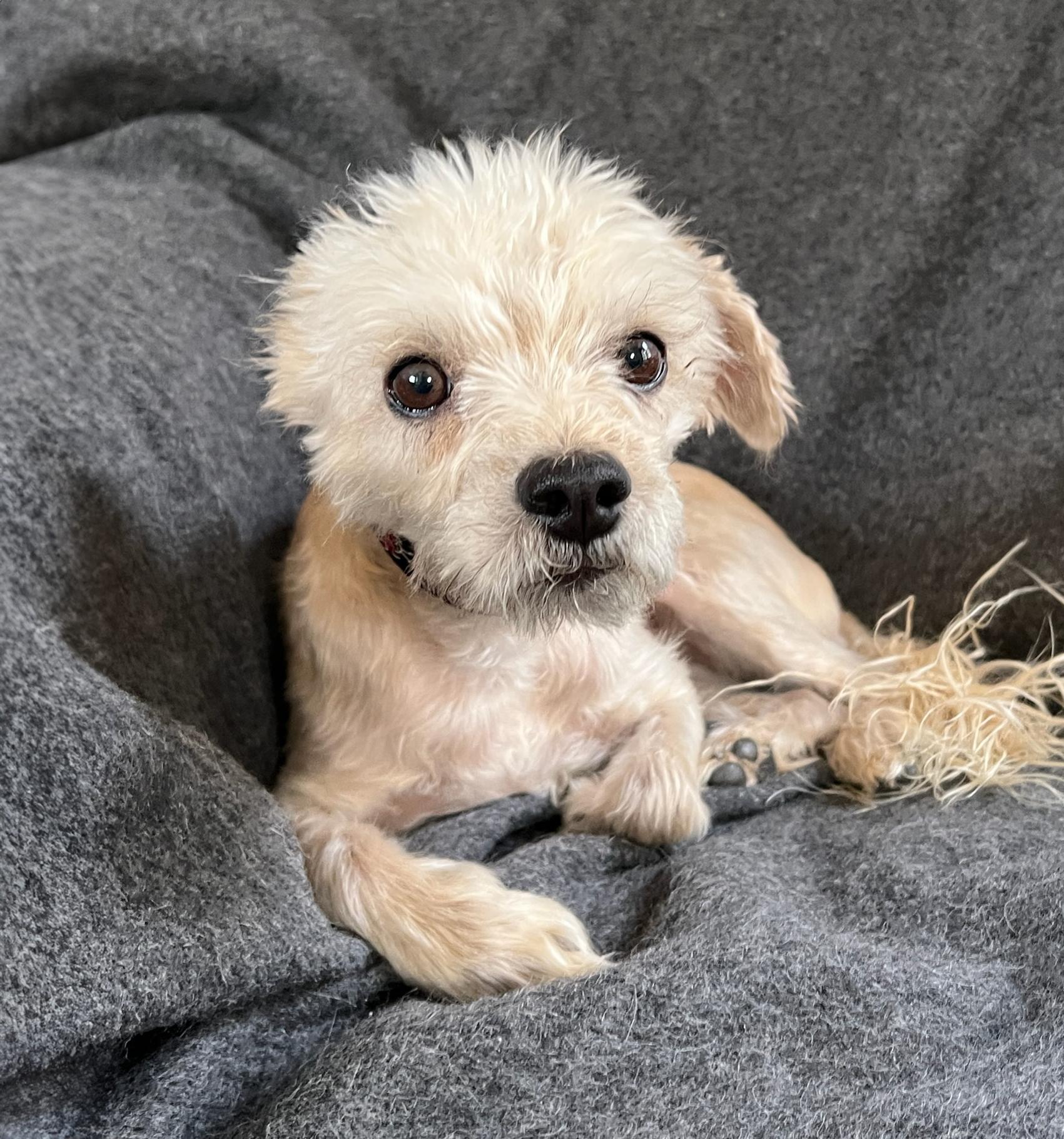 Noble Lil MS Nalah ~ Lovely Lady !, a Adoptable Miniature Poodle in Albuquerque, NM image 2/3