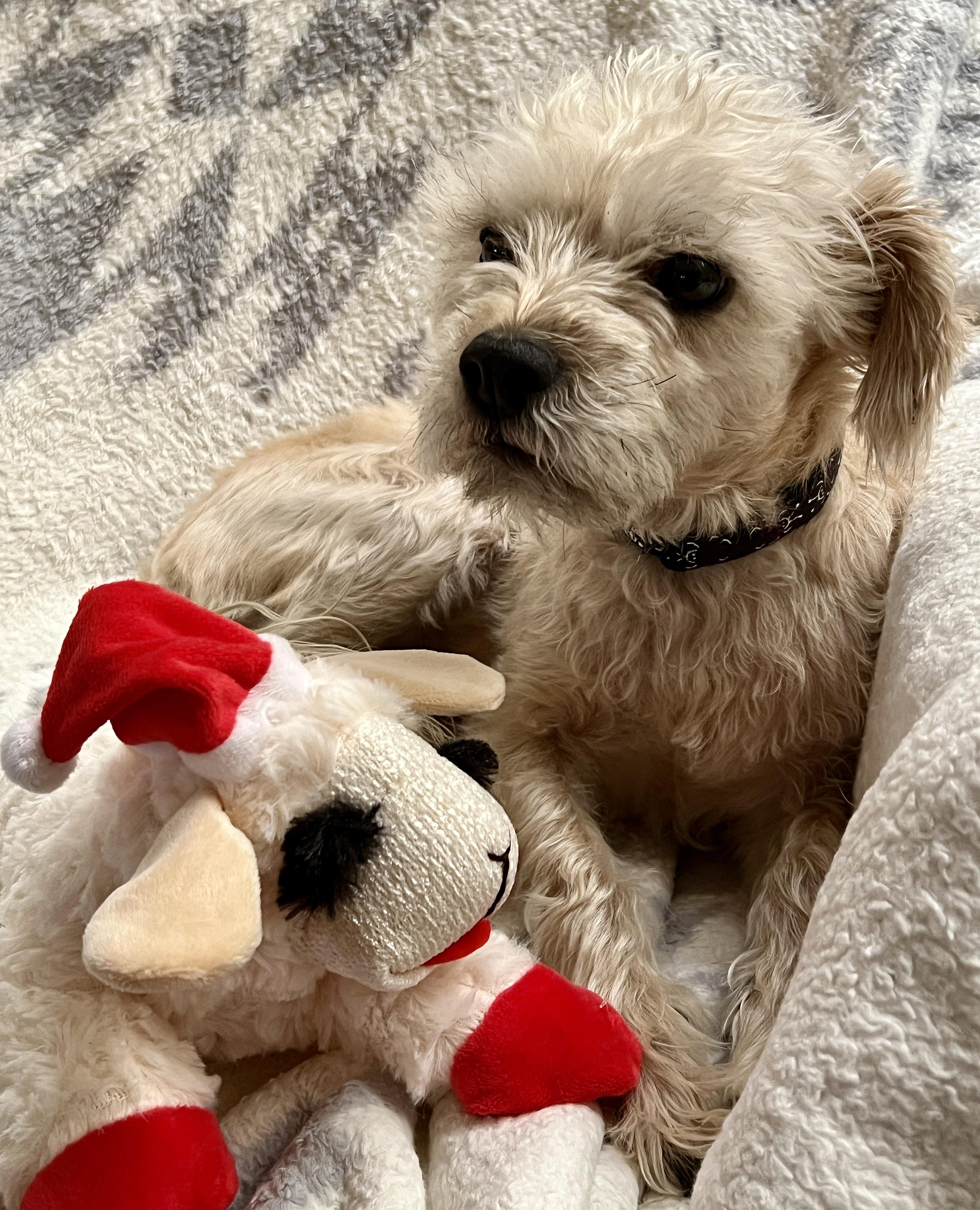 Noble Lil MS Nalah ~ Lovely Lady !, a Adoptable Miniature Poodle in Albuquerque, NM image 3/3