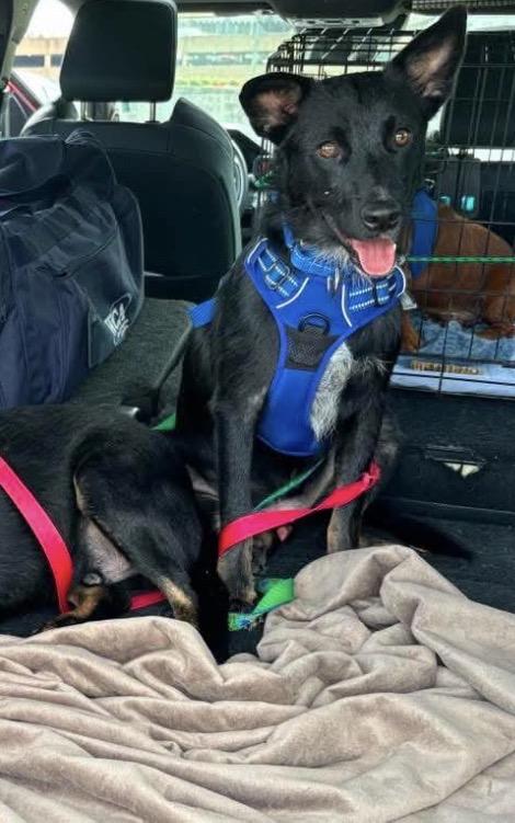 Enlarge Larry, a ADOPTABLE mixed breed in richmond, ME image 3/4