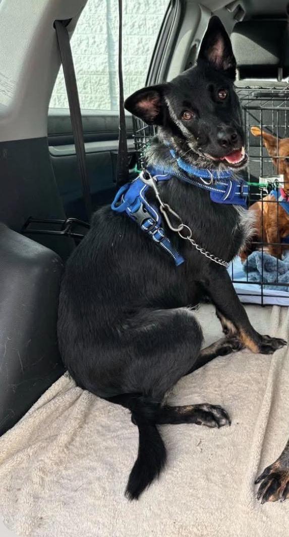 Enlarge Larry, a ADOPTABLE mixed breed in richmond, ME image 2/4