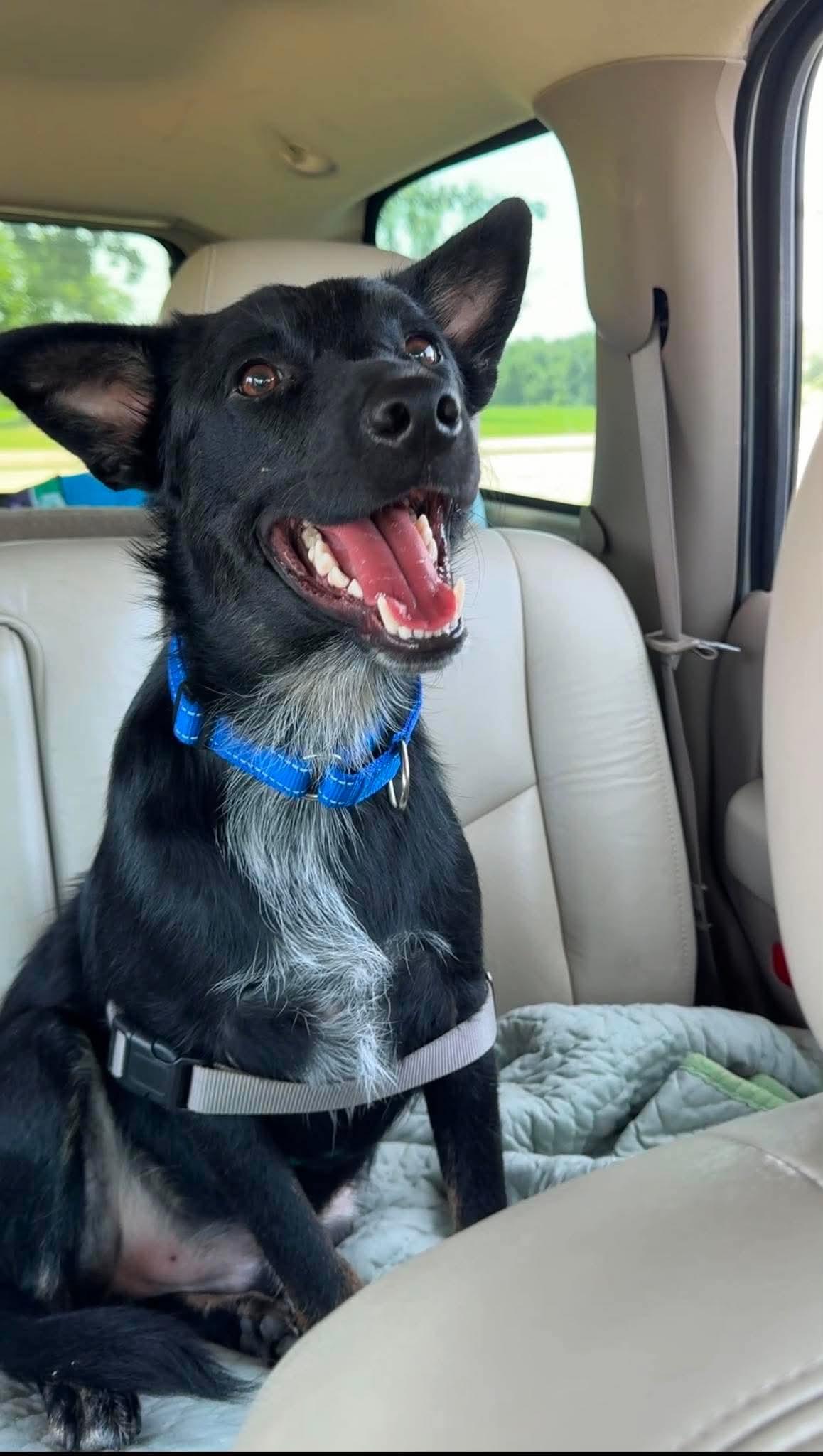 Larry, ADOPTABLE, Young Male Cattle Dog.