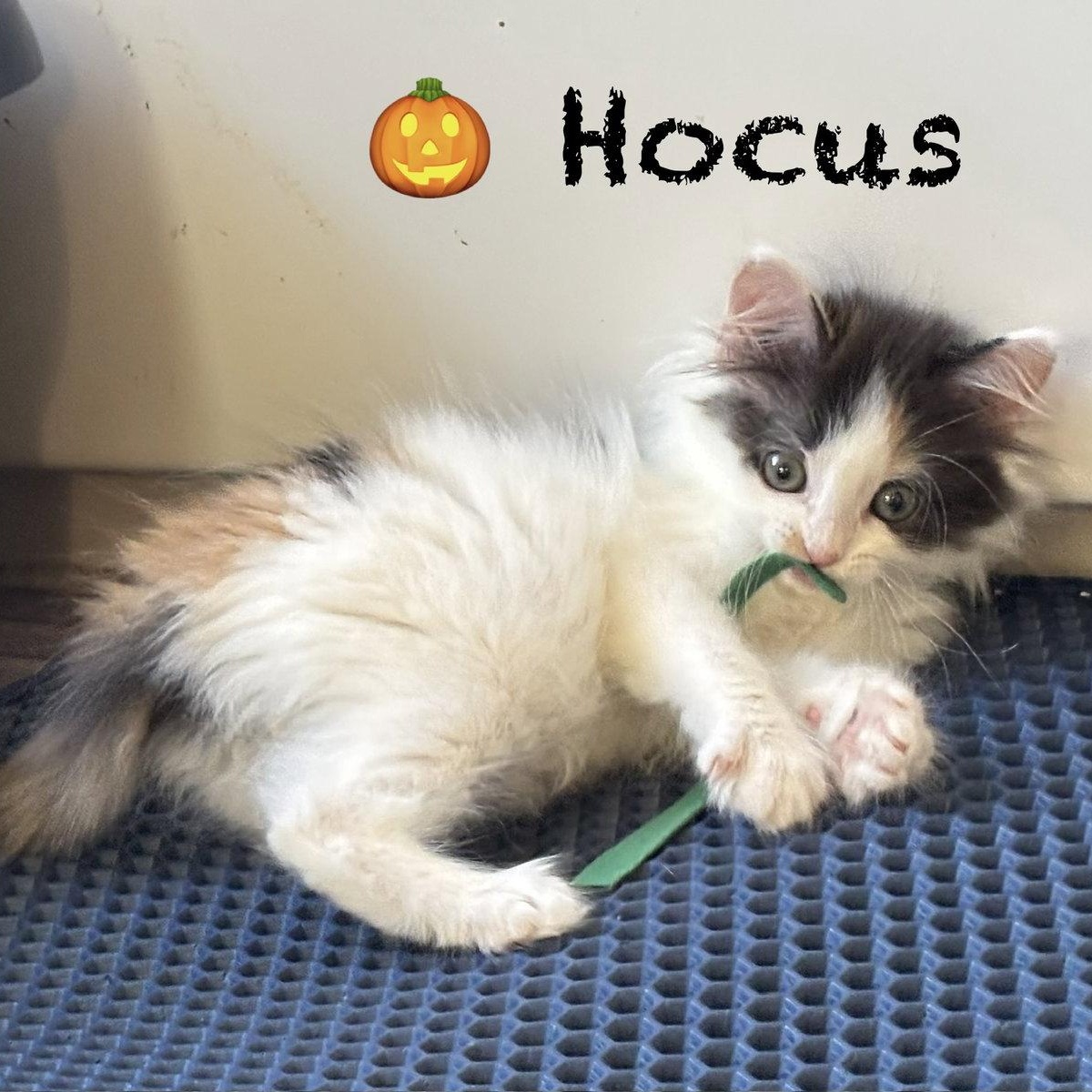 Enlarge Hocus, a Adoptable Domestic Long Hair in Reston, VA image 2/3