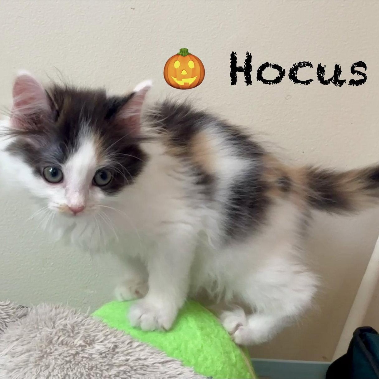 Enlarge Hocus, a Adoptable Domestic Long Hair in Reston, VA image 3/3