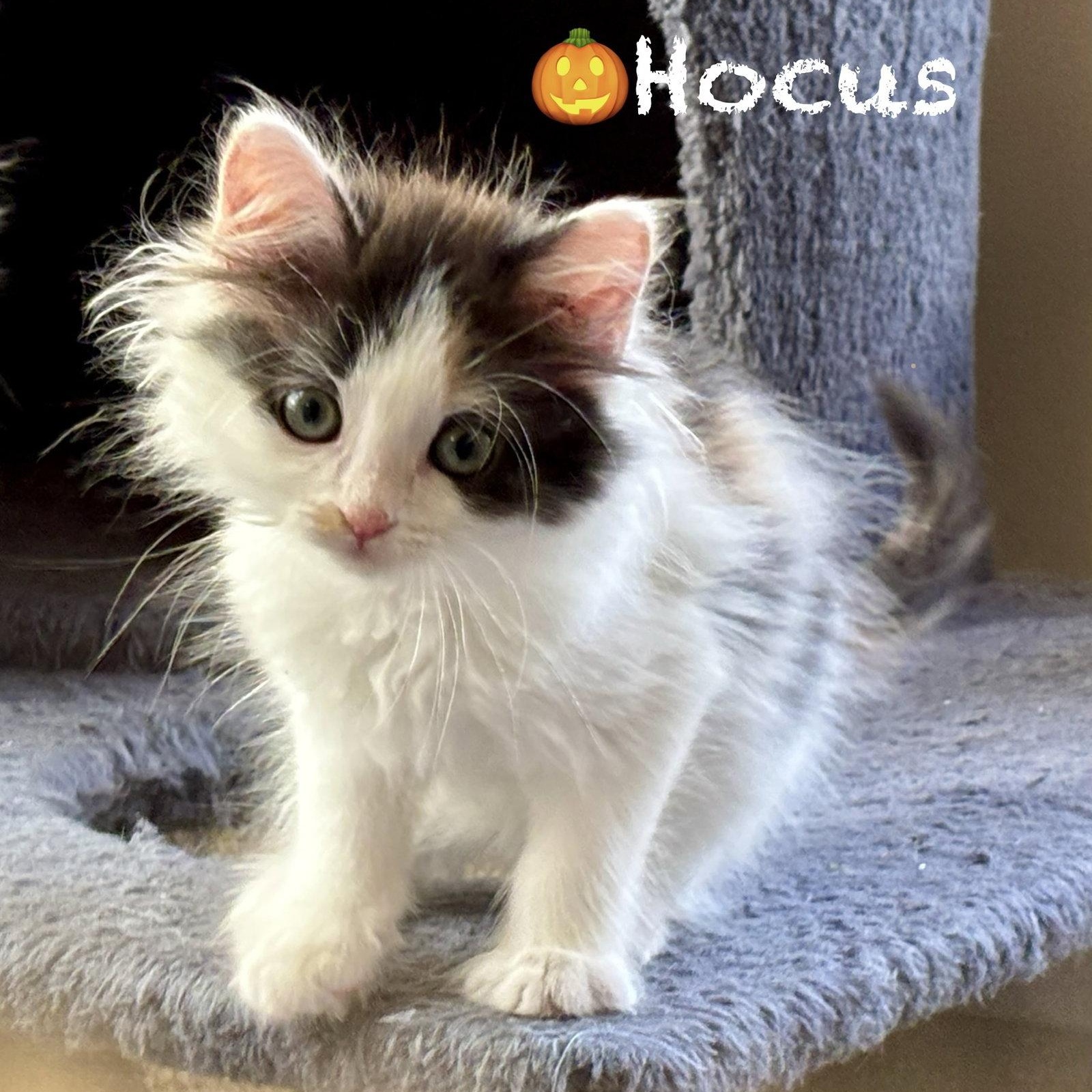 Enlarge Hocus, a Adoptable Domestic Long Hair in Reston, VA image 1/3